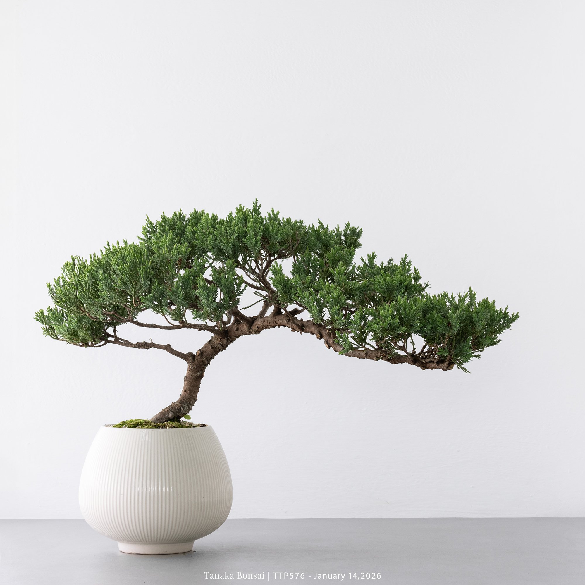 臺灣真柏｜TTP576