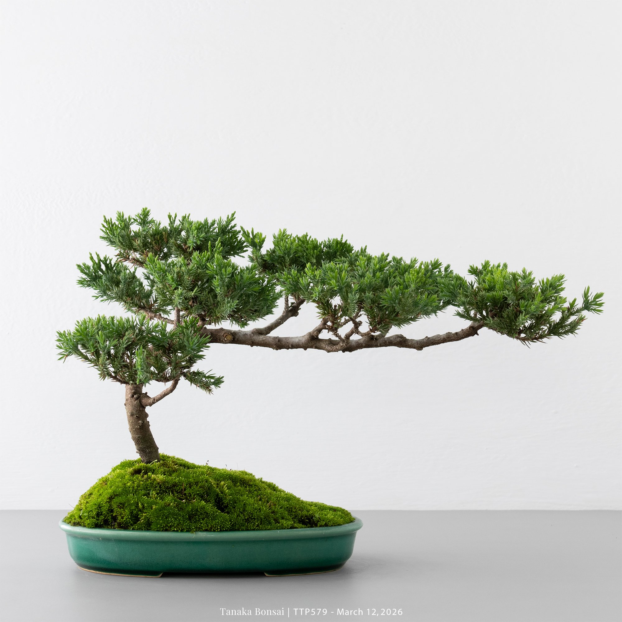 臺灣真柏｜TTP579