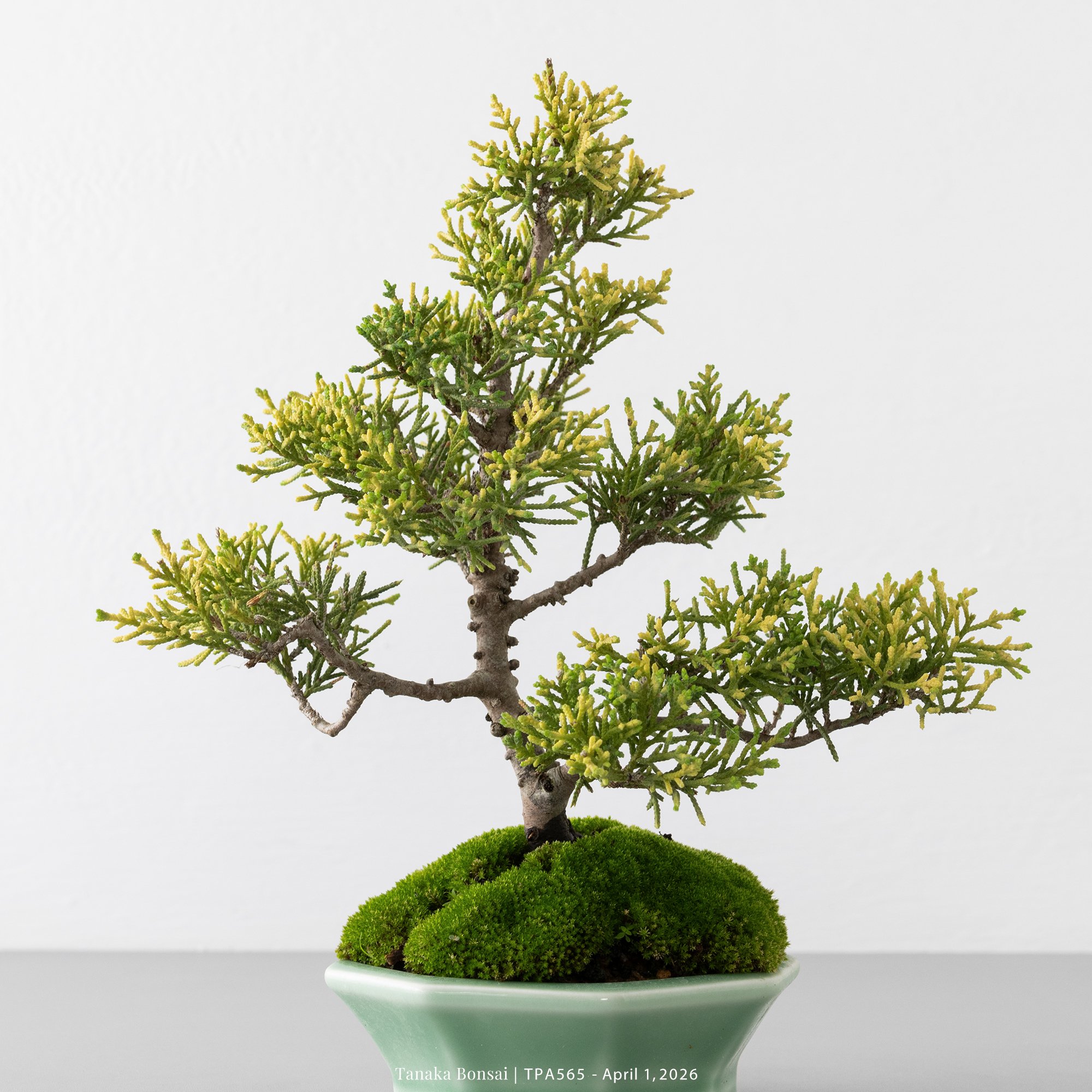 紀州真柏｜TPA565