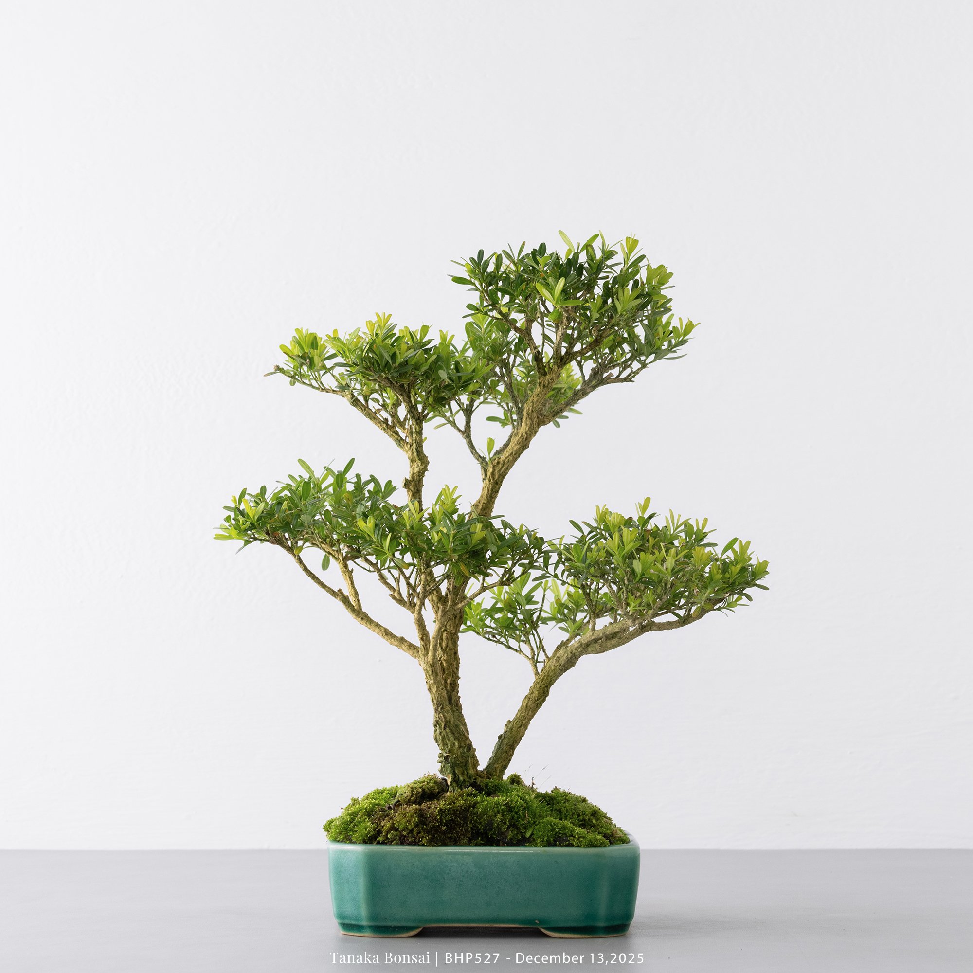 雀舌黃楊|BHP527 雀舌黃楊|BHP527