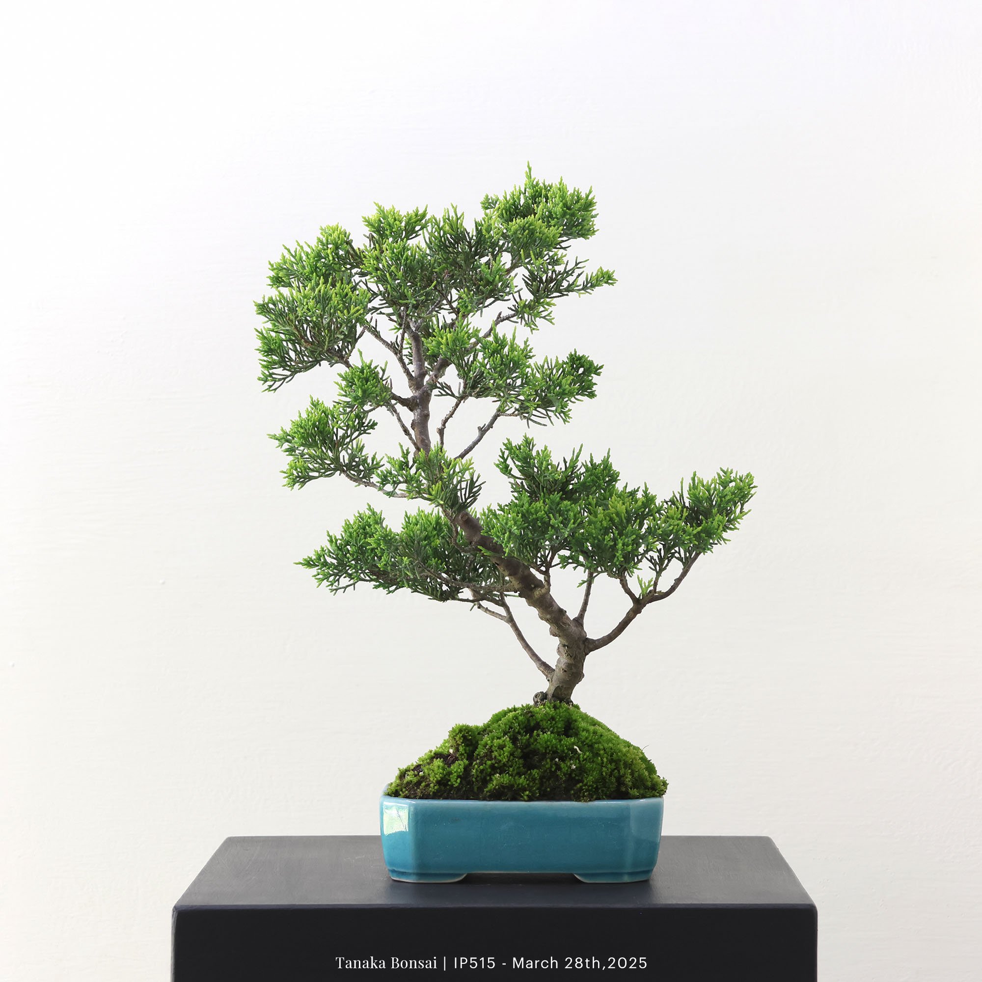 系魚川真柏｜IP515