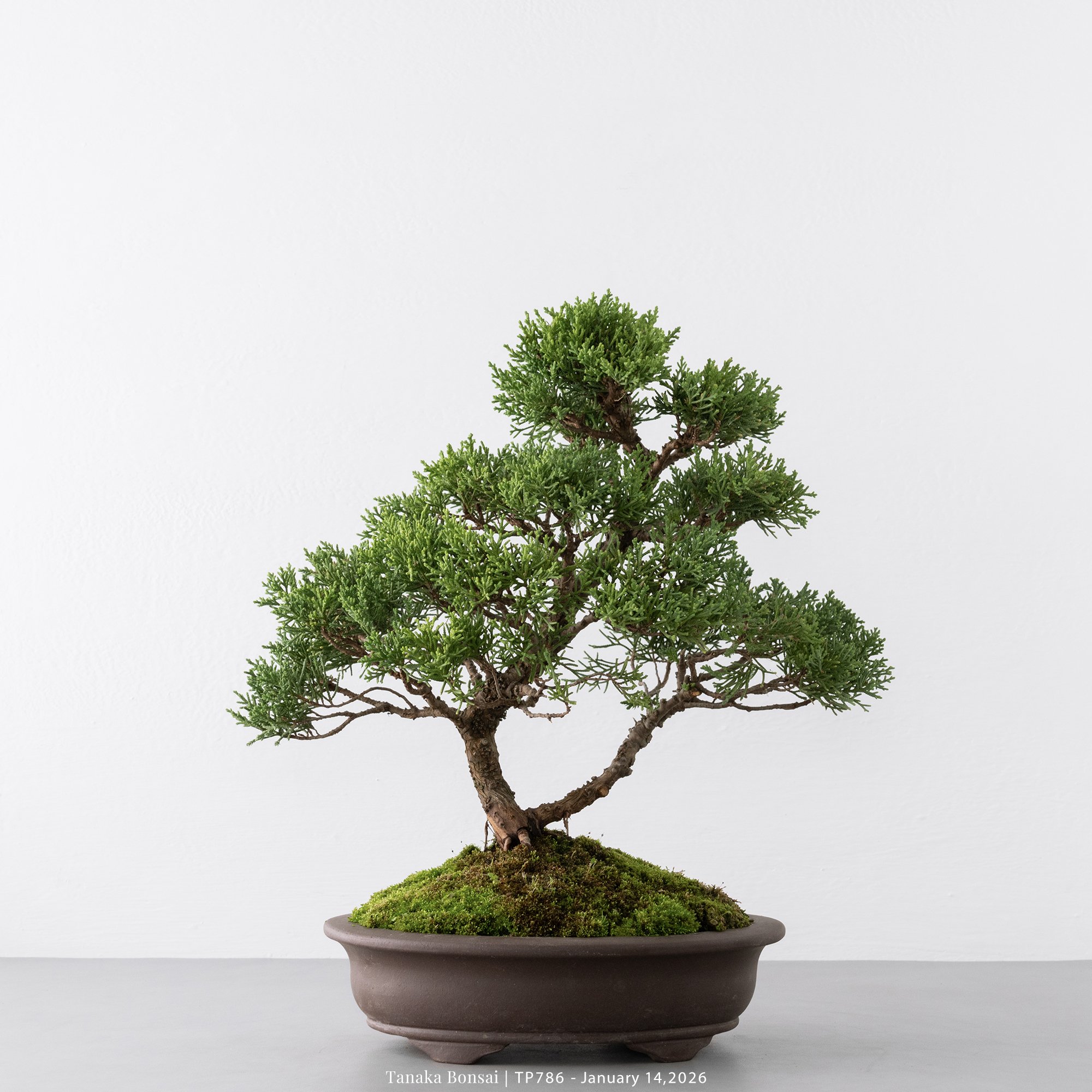 紀州真柏｜TP786