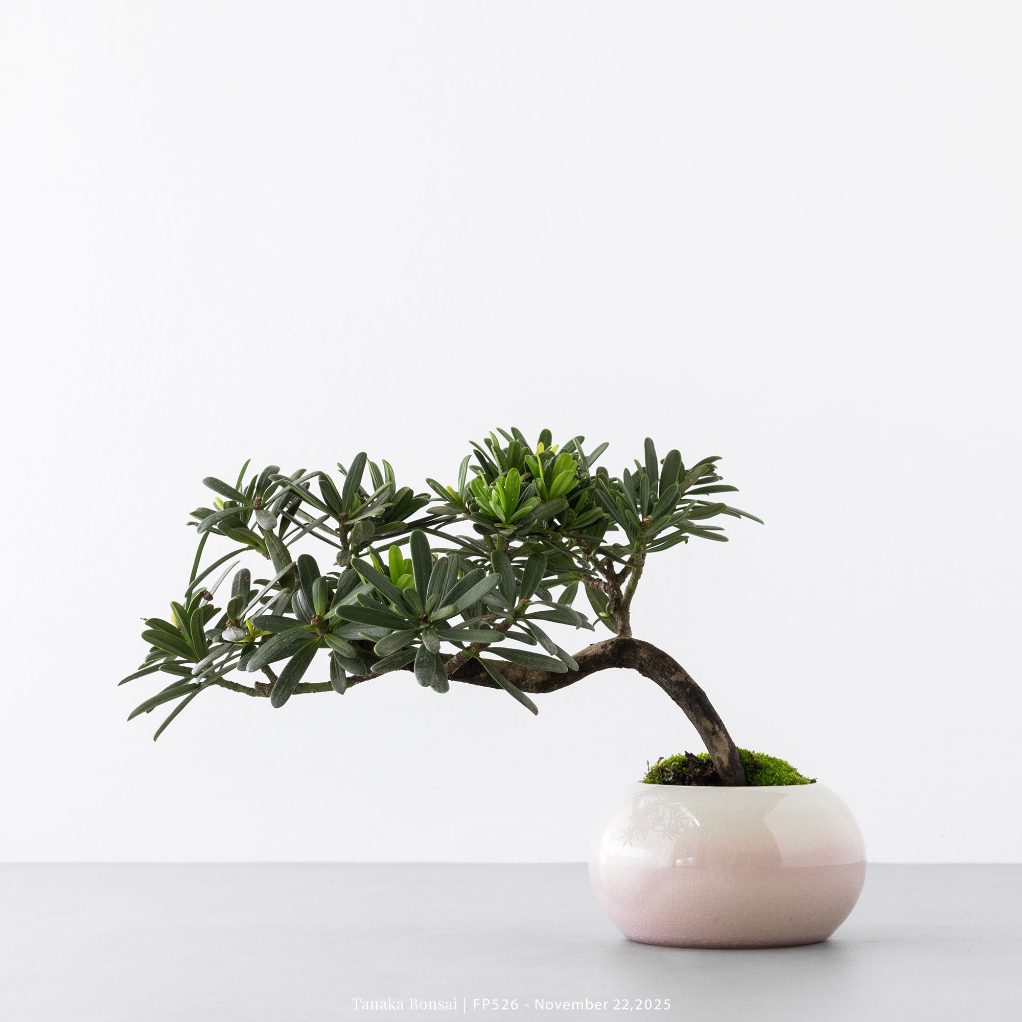 晶鑽羅漢松｜FP526