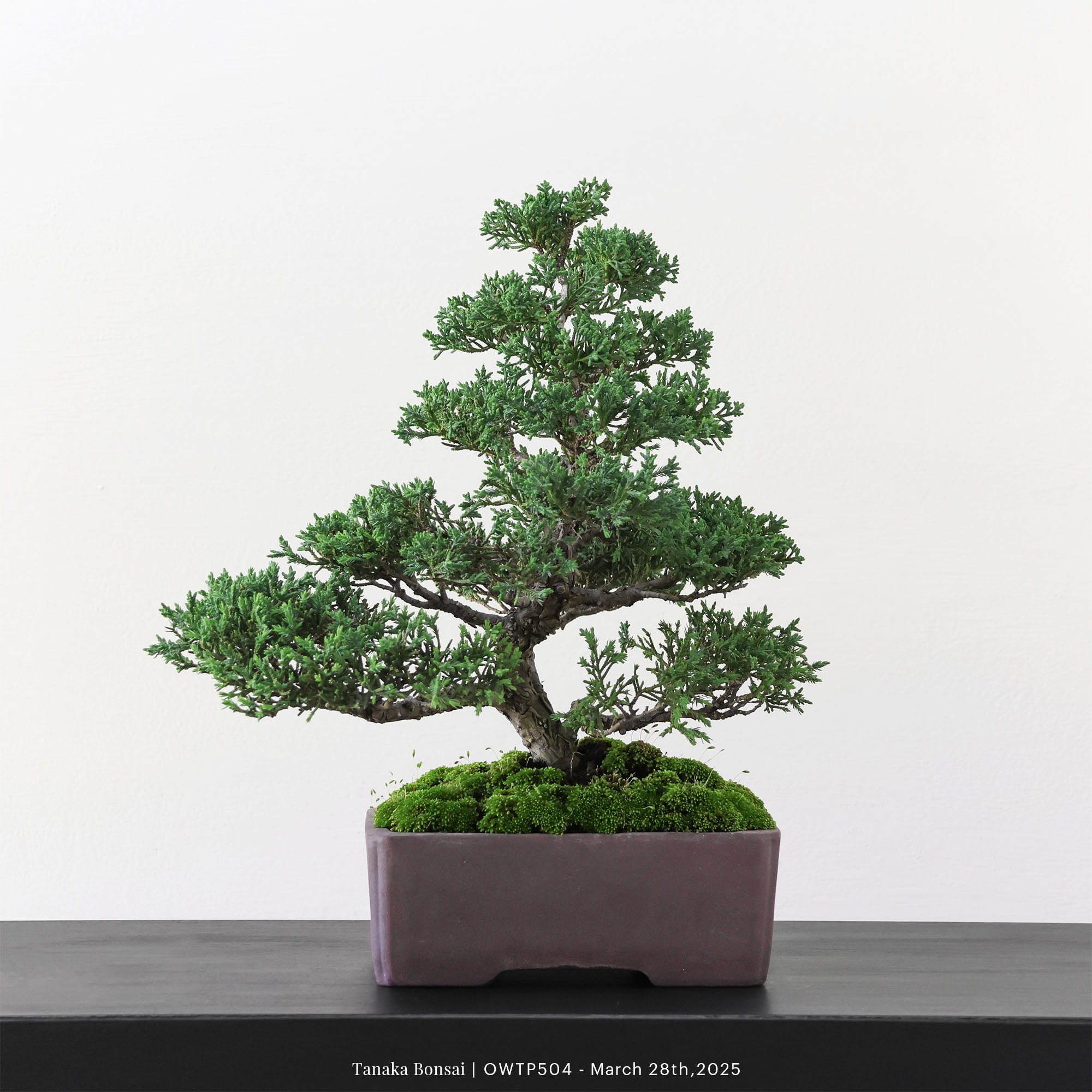 【官網限定】紀州真柏｜OWTP504