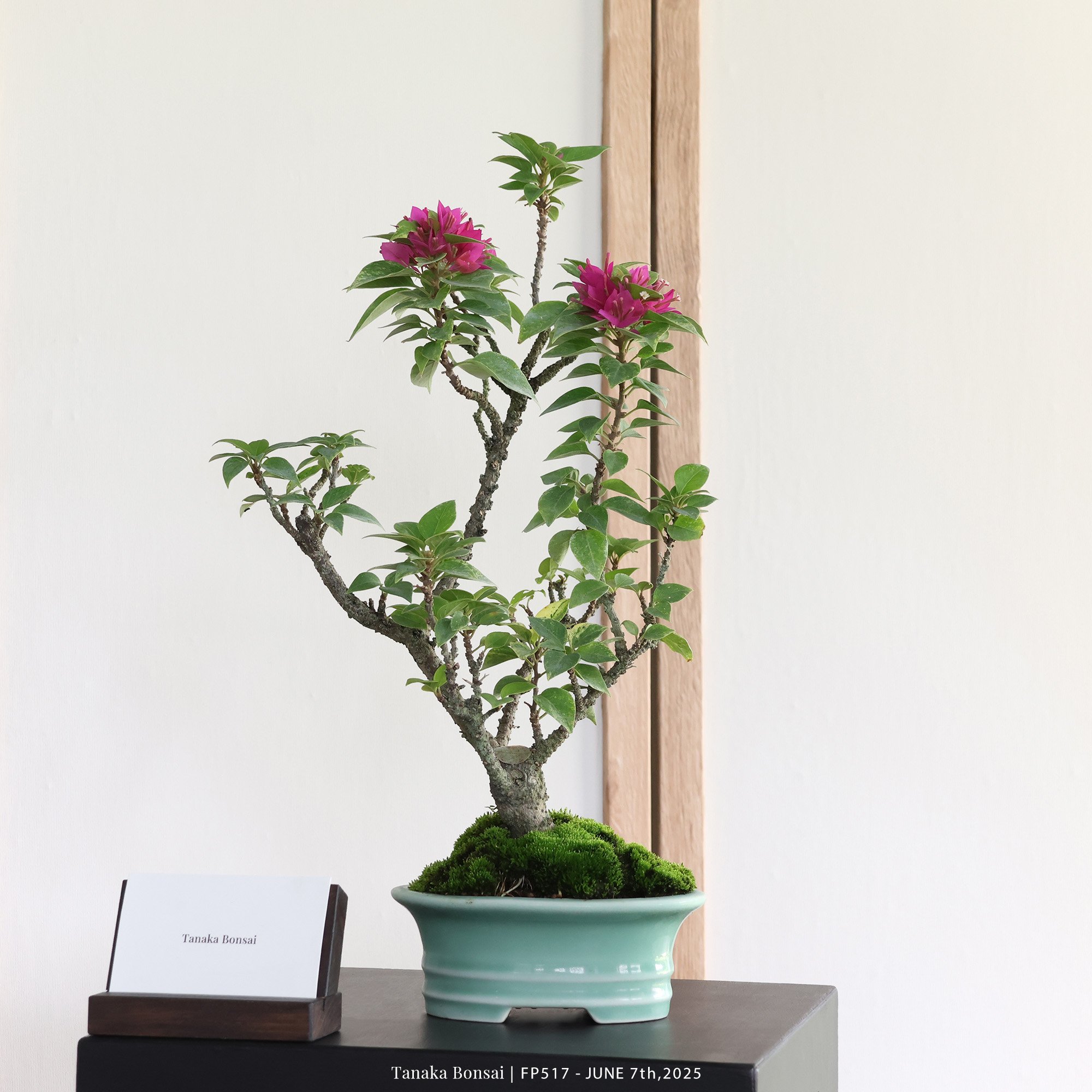 八房九重葛｜FP517