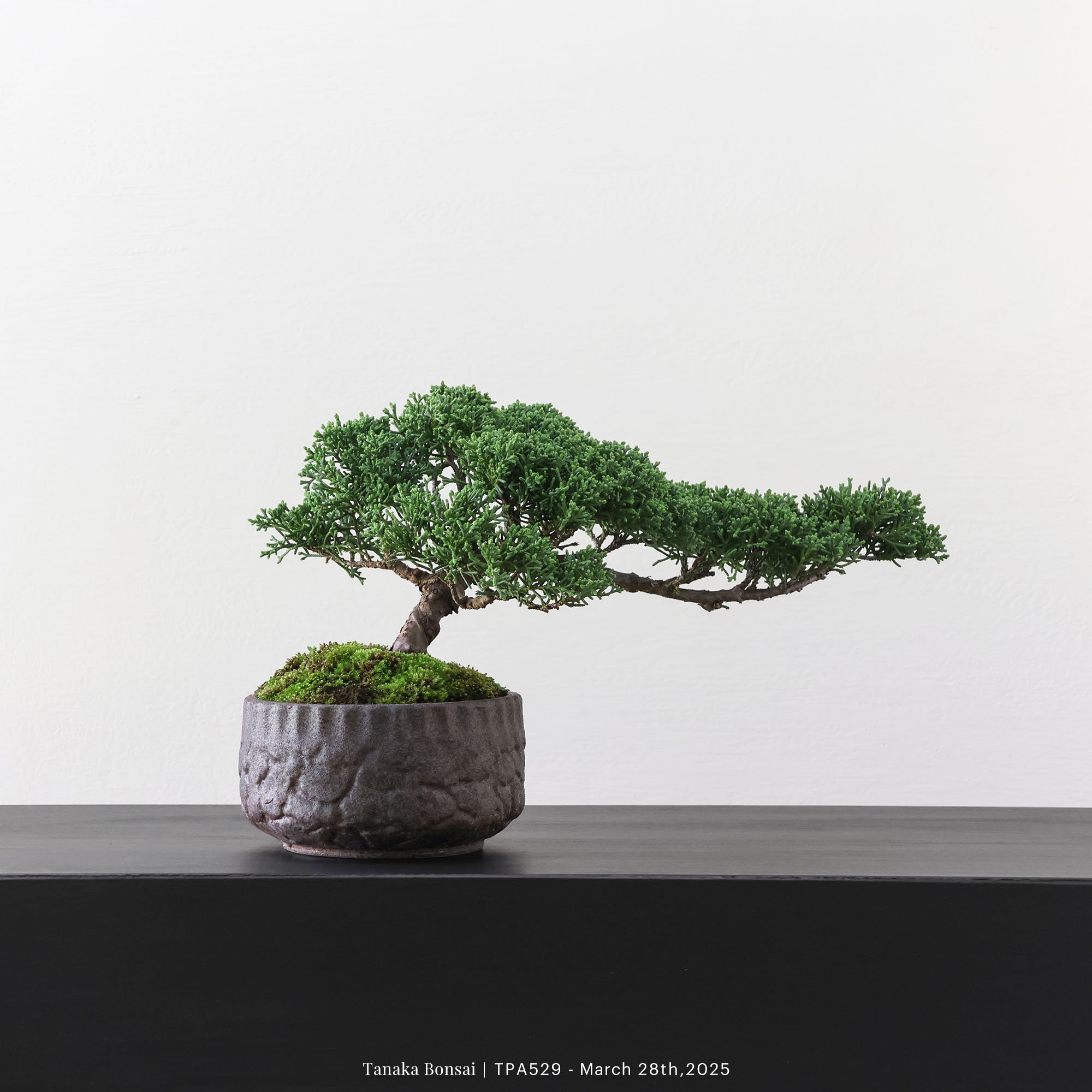 紀州真柏｜TPA529