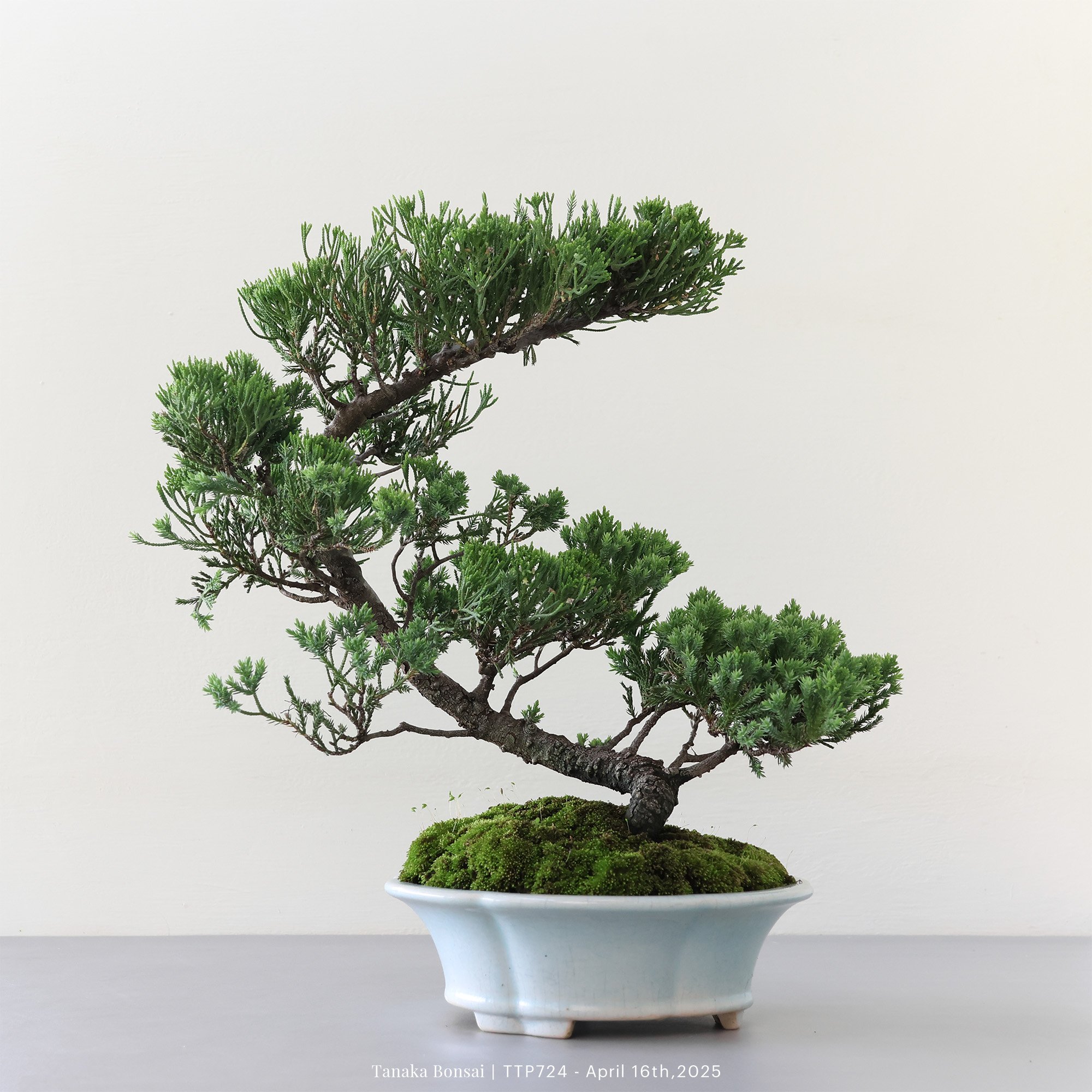 台灣真柏｜TTP724