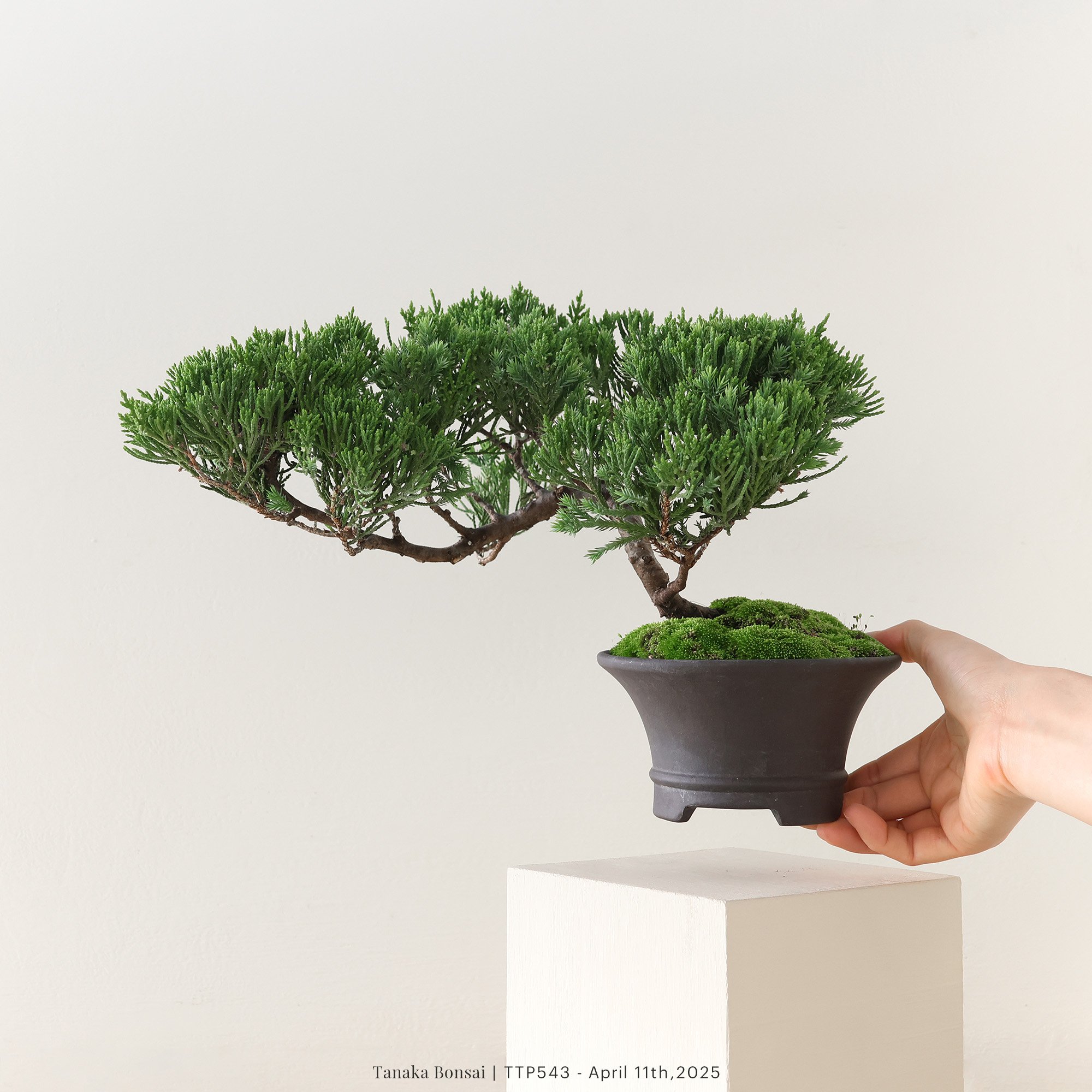 台灣真柏｜TTP543