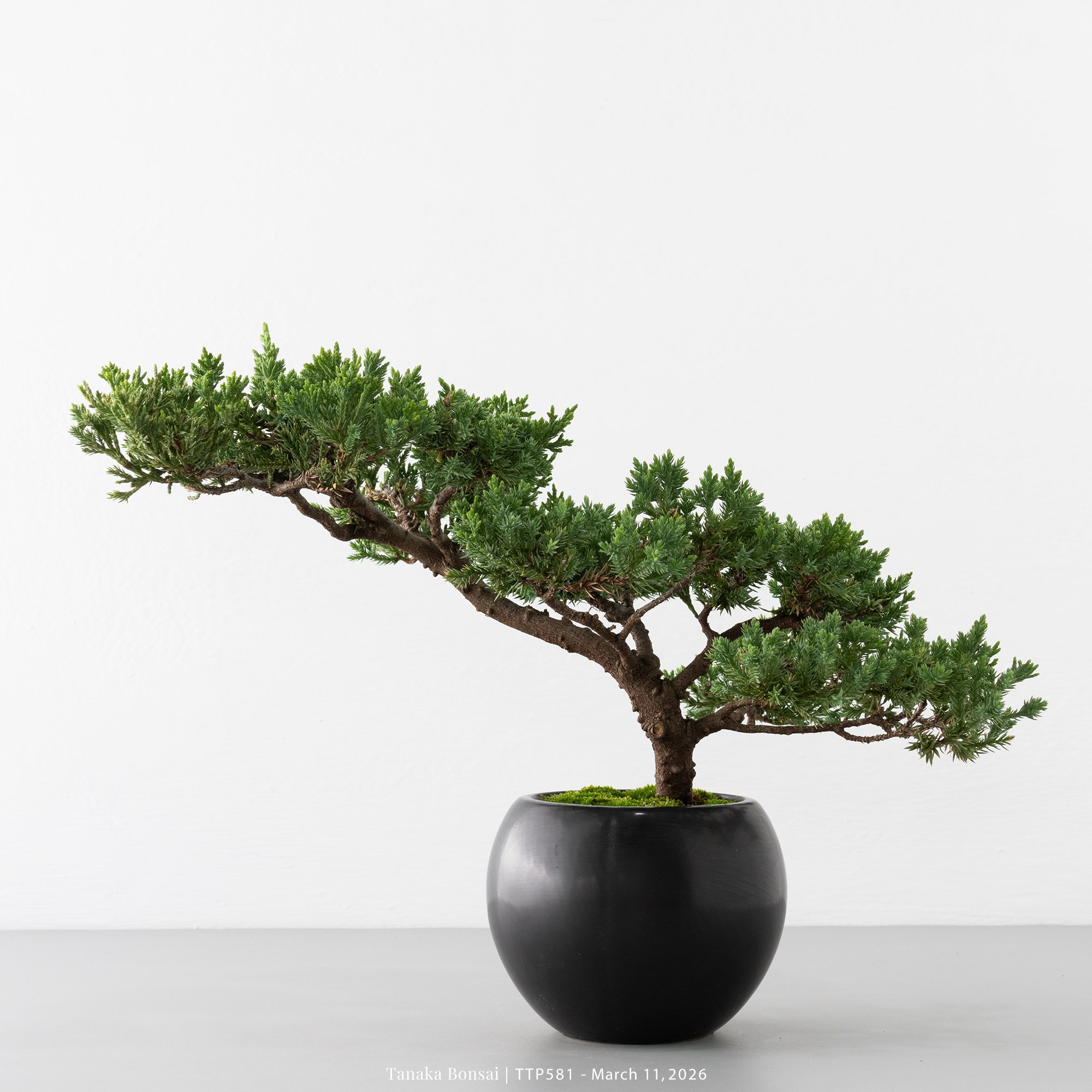 臺灣真柏｜TTP581