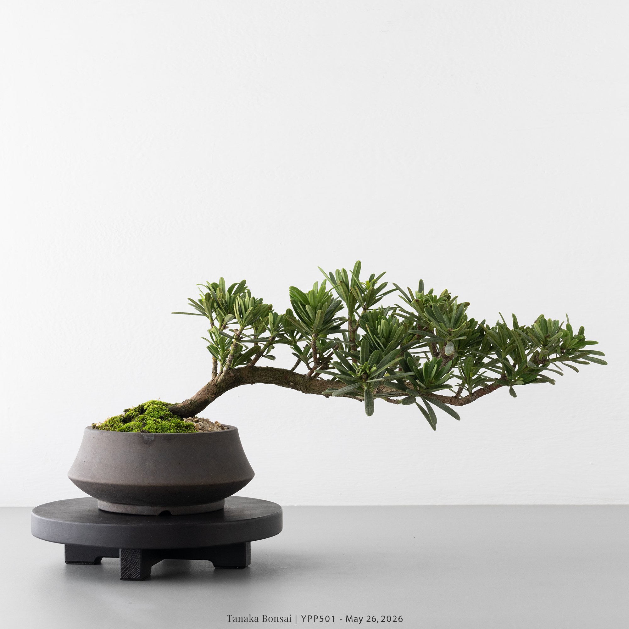 晶鑽羅漢松｜YPP501
