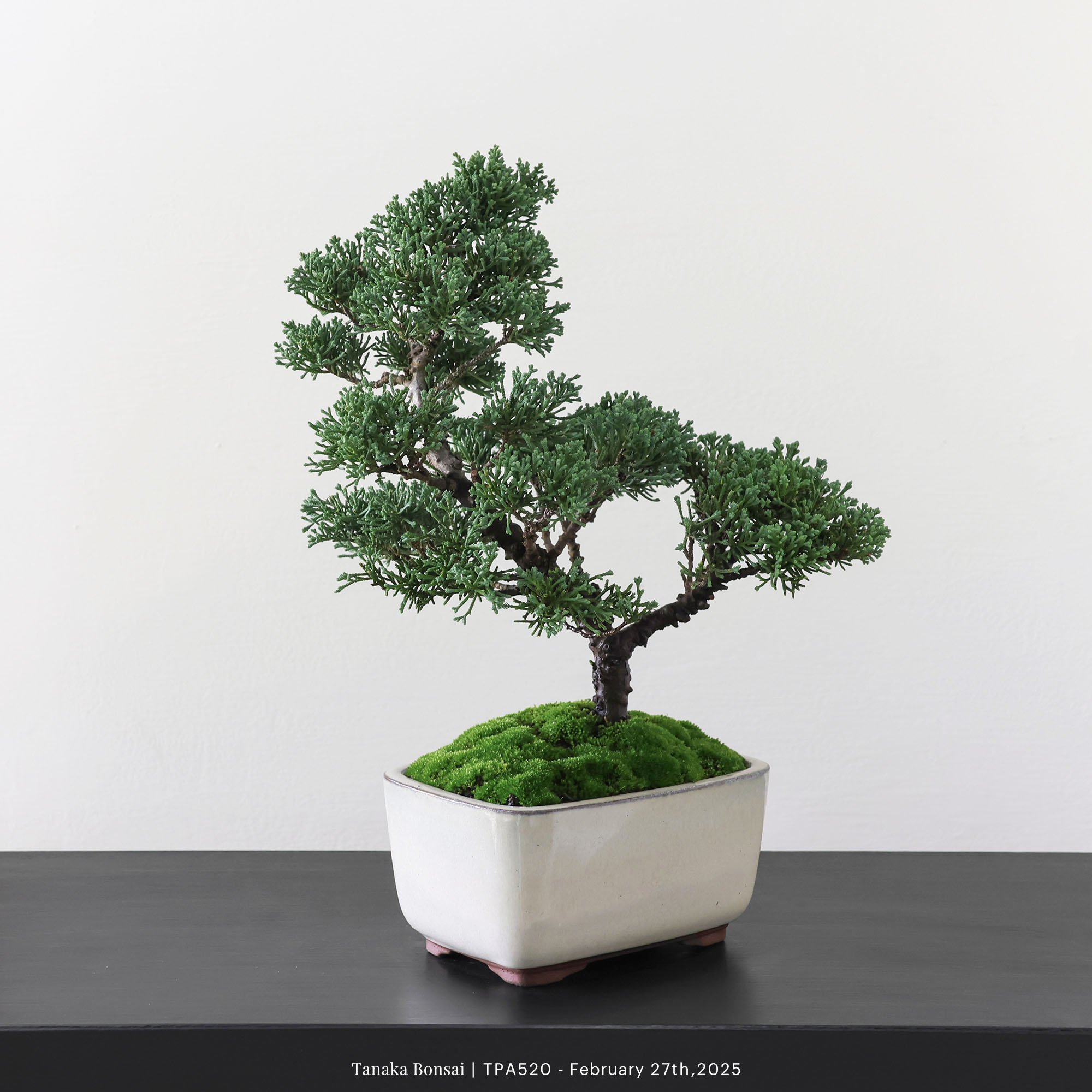 紀州真柏｜TPA520