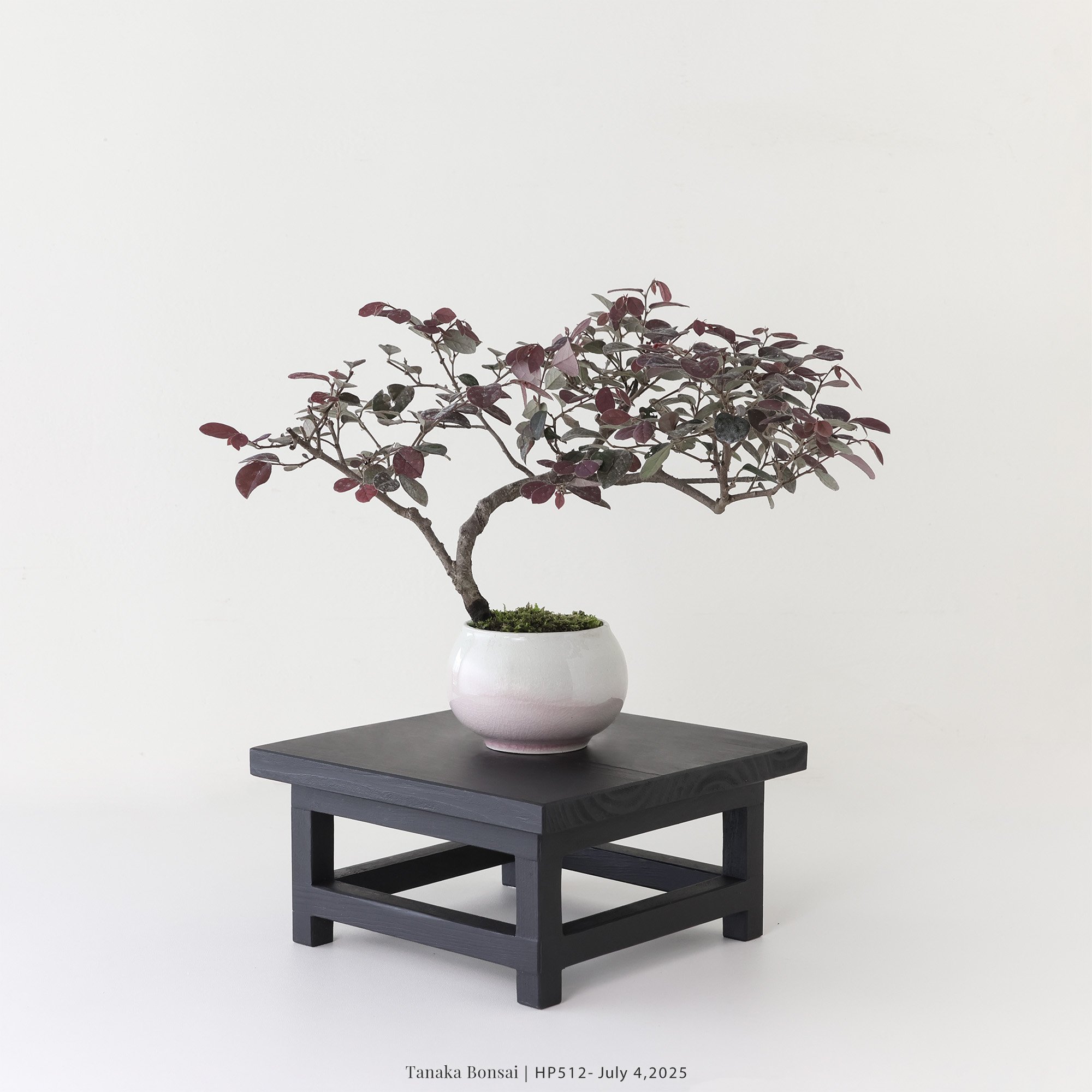 紅花繼木｜HP512