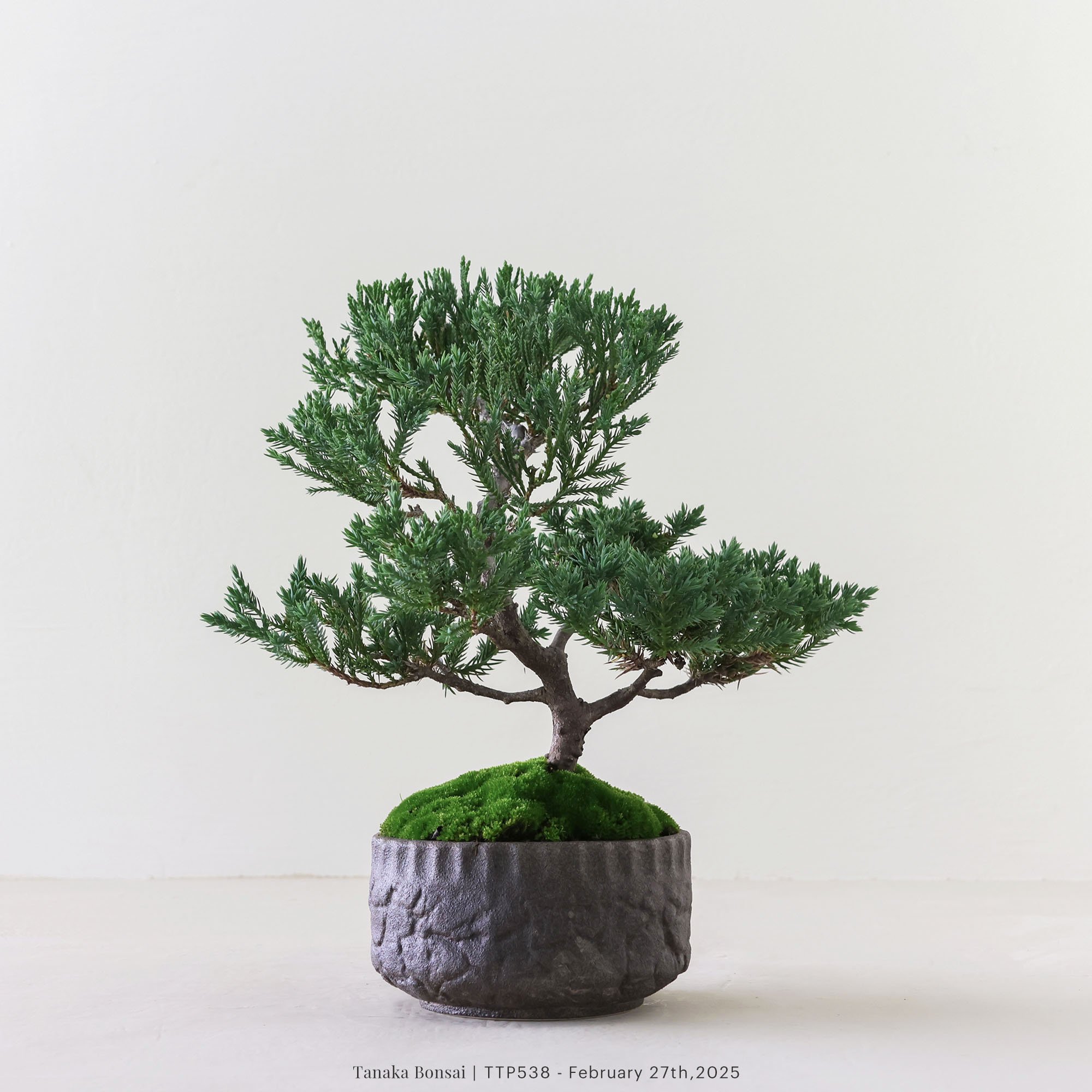 台灣真柏｜TTP538