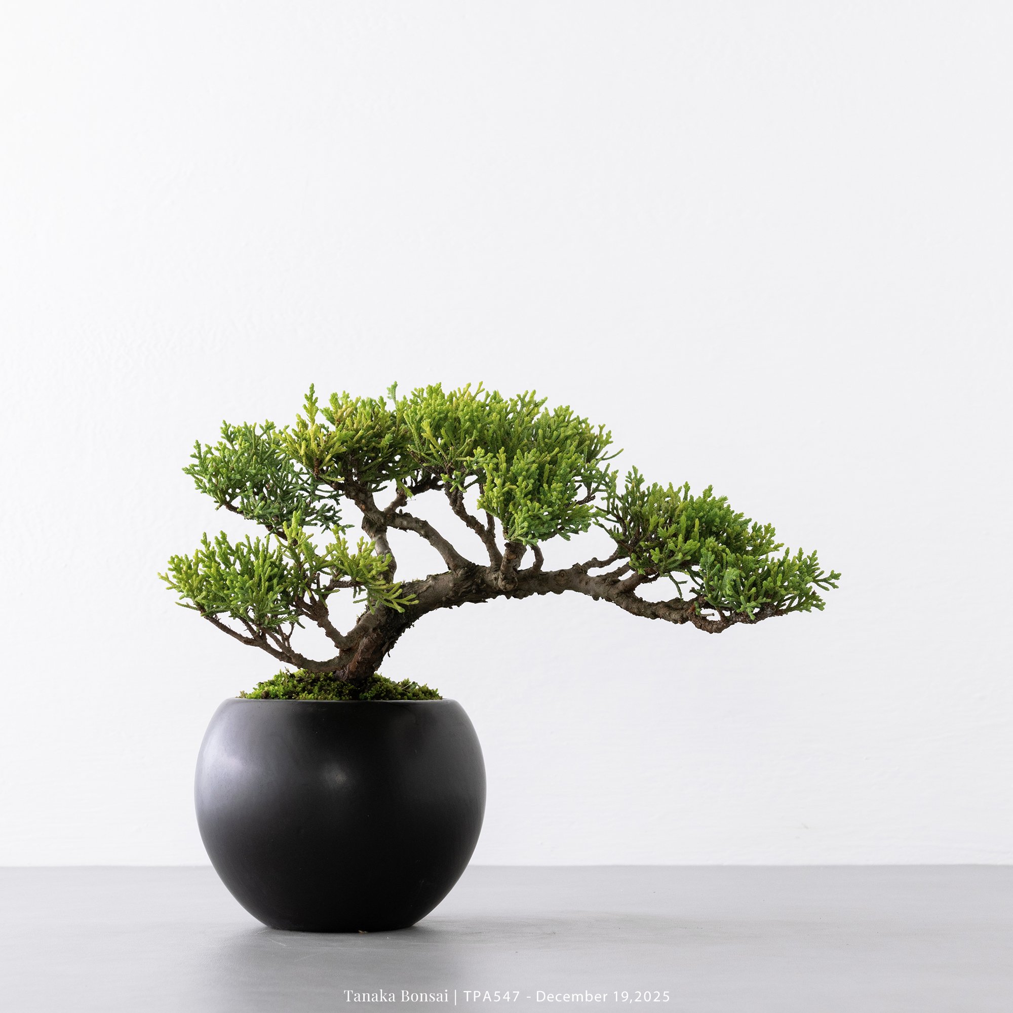 紀州真柏｜TPA547