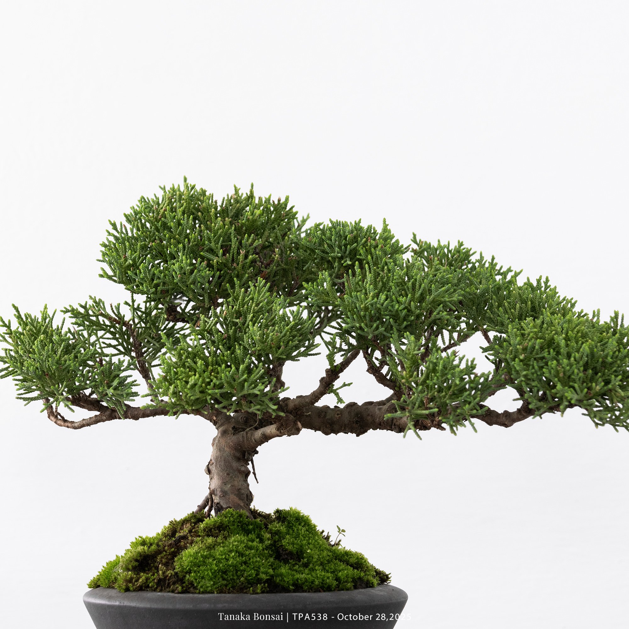 紀州真柏｜TPA538