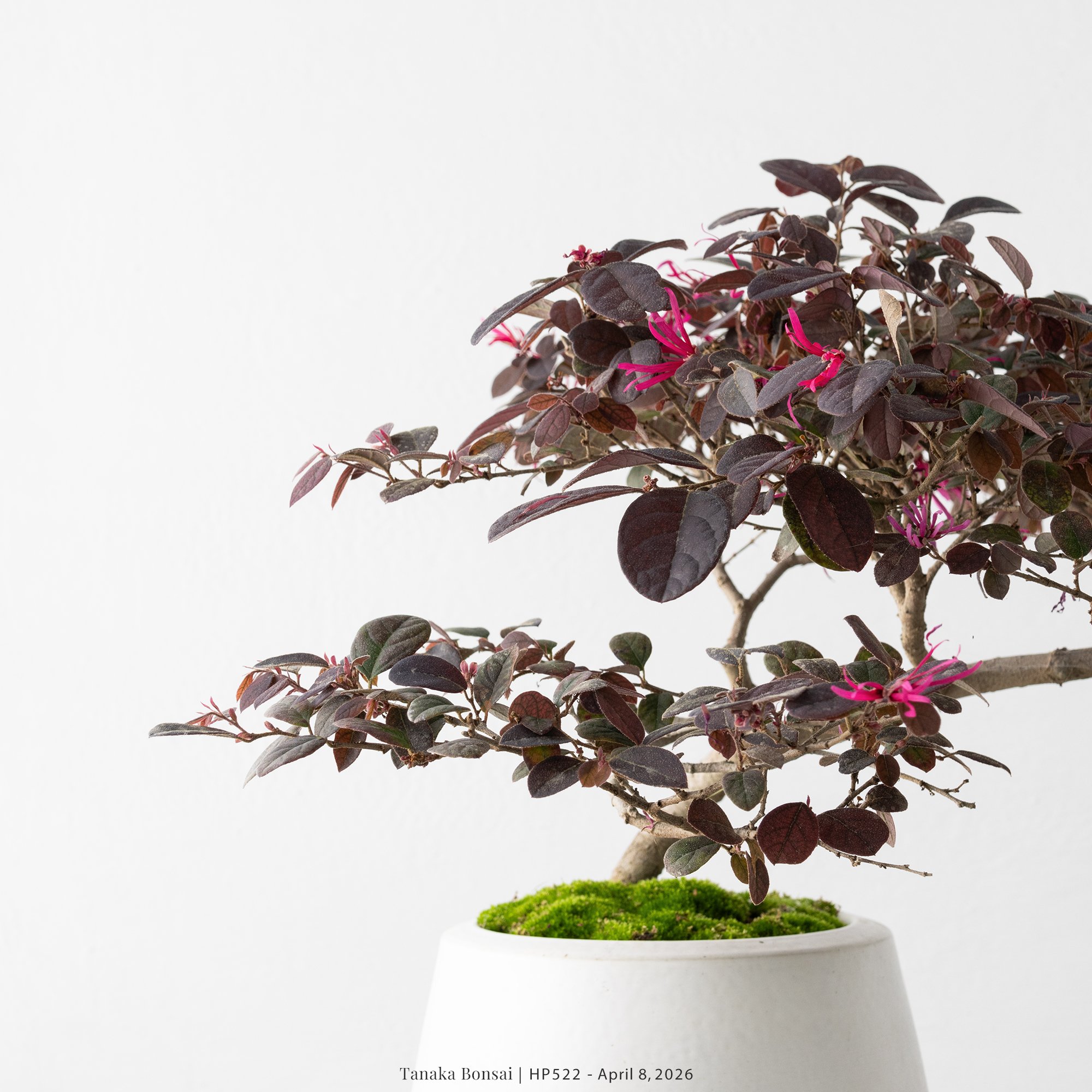 紅花繼木｜HP522