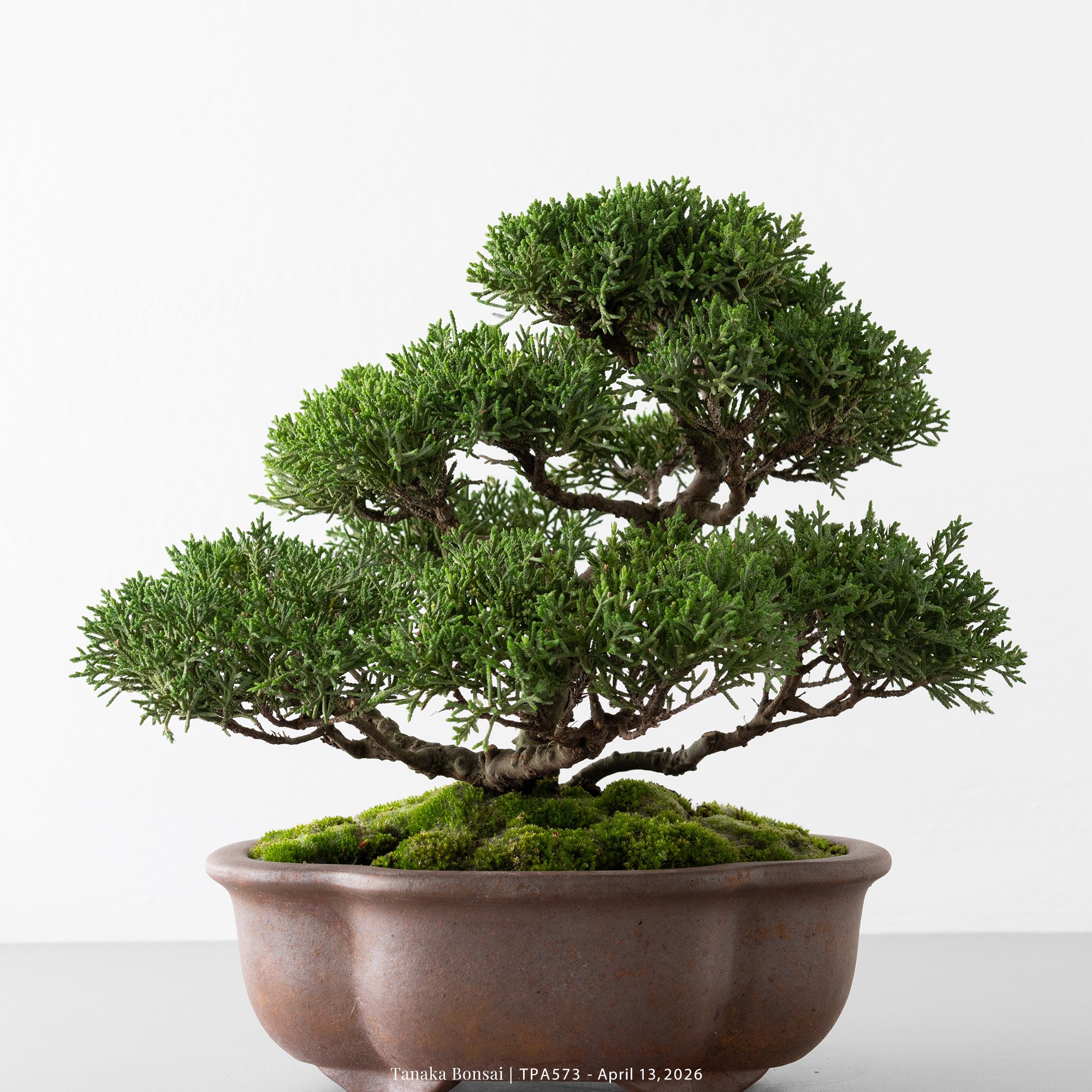 紀州真柏｜TPA573