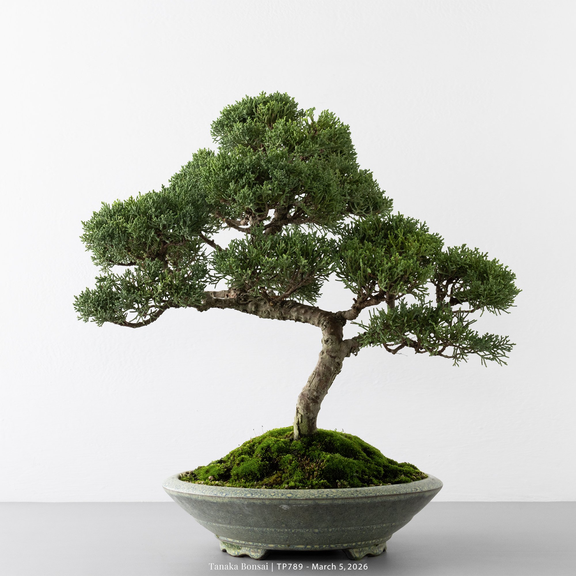 紀州真柏｜TP789