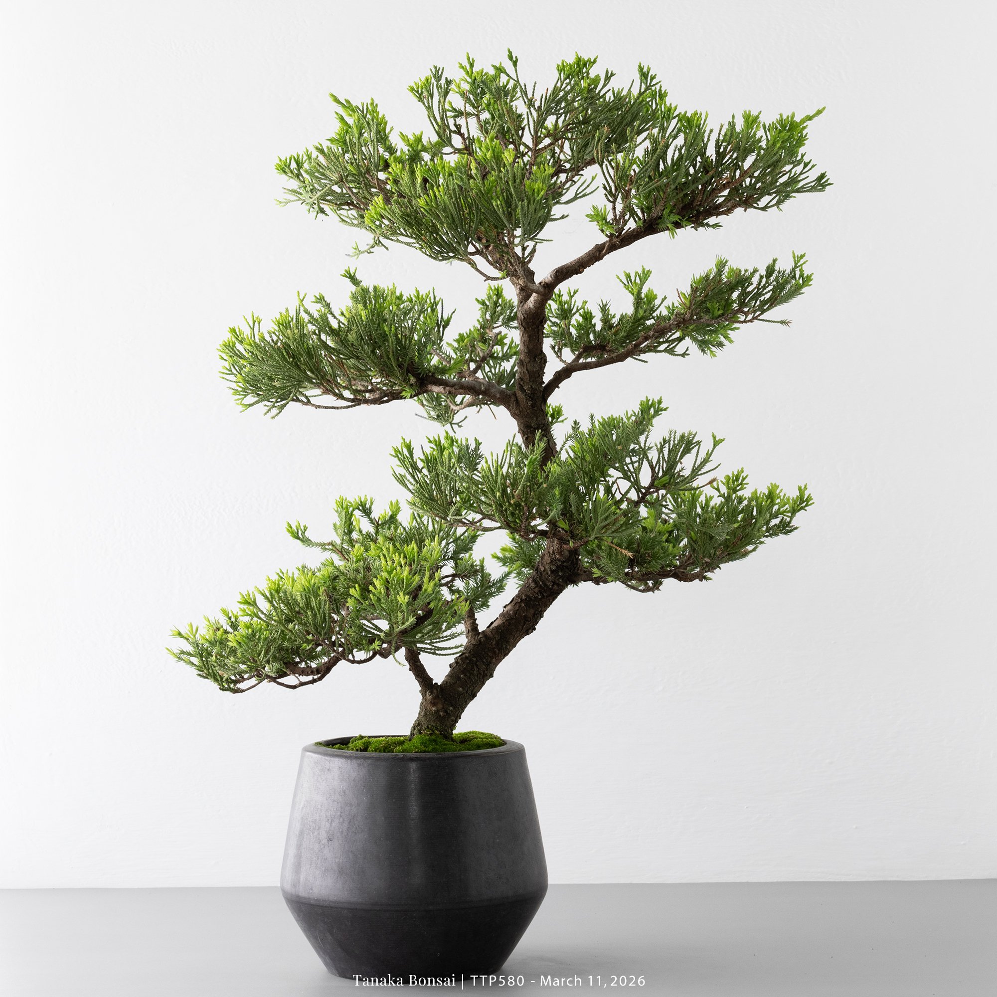 臺灣真柏｜TTP580