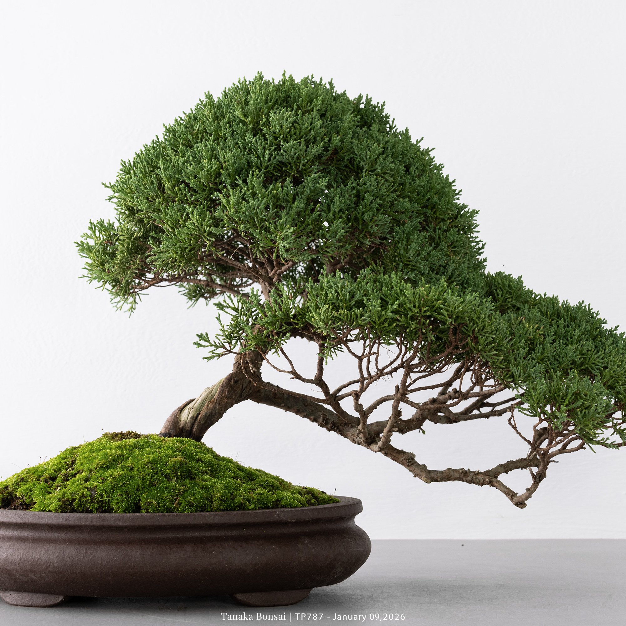 紀州真柏｜TP787