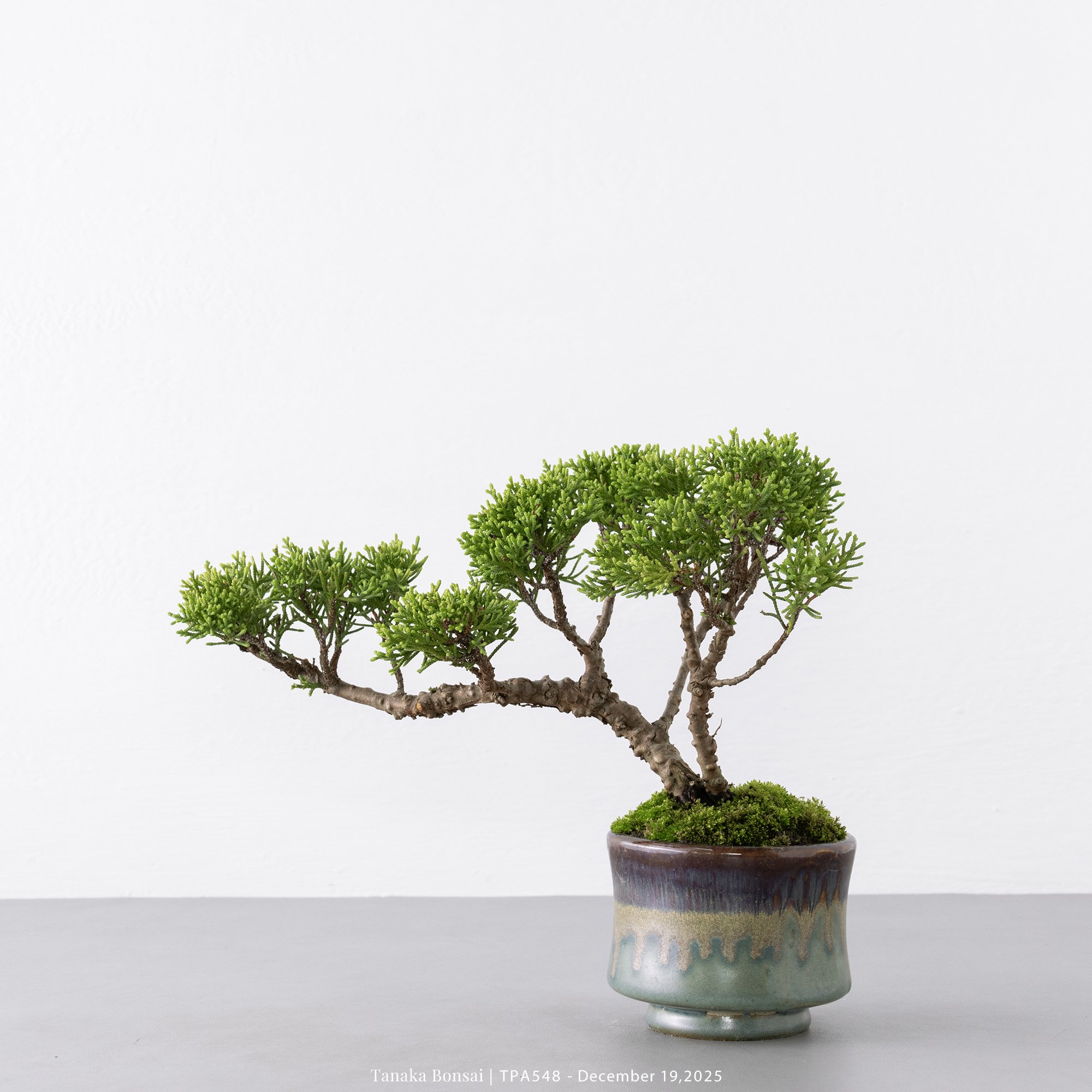 紀州真柏｜TPA548