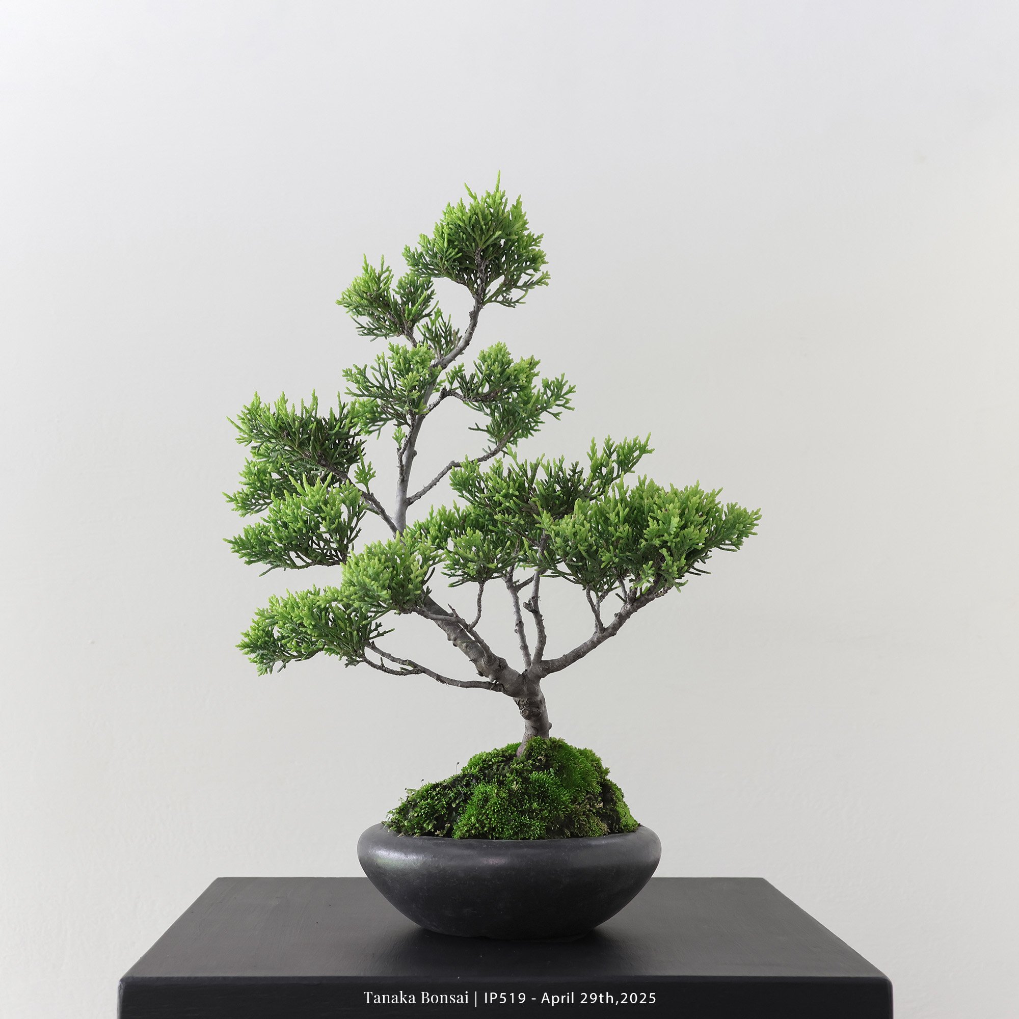 系魚川真柏｜IP519