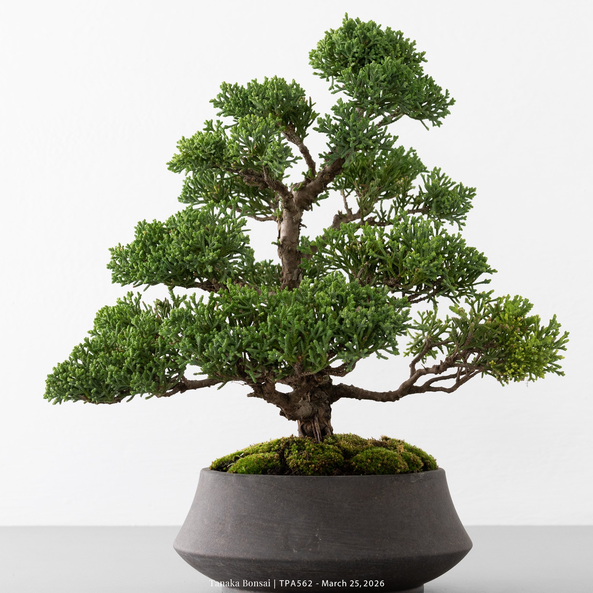 紀州真柏｜TPA562