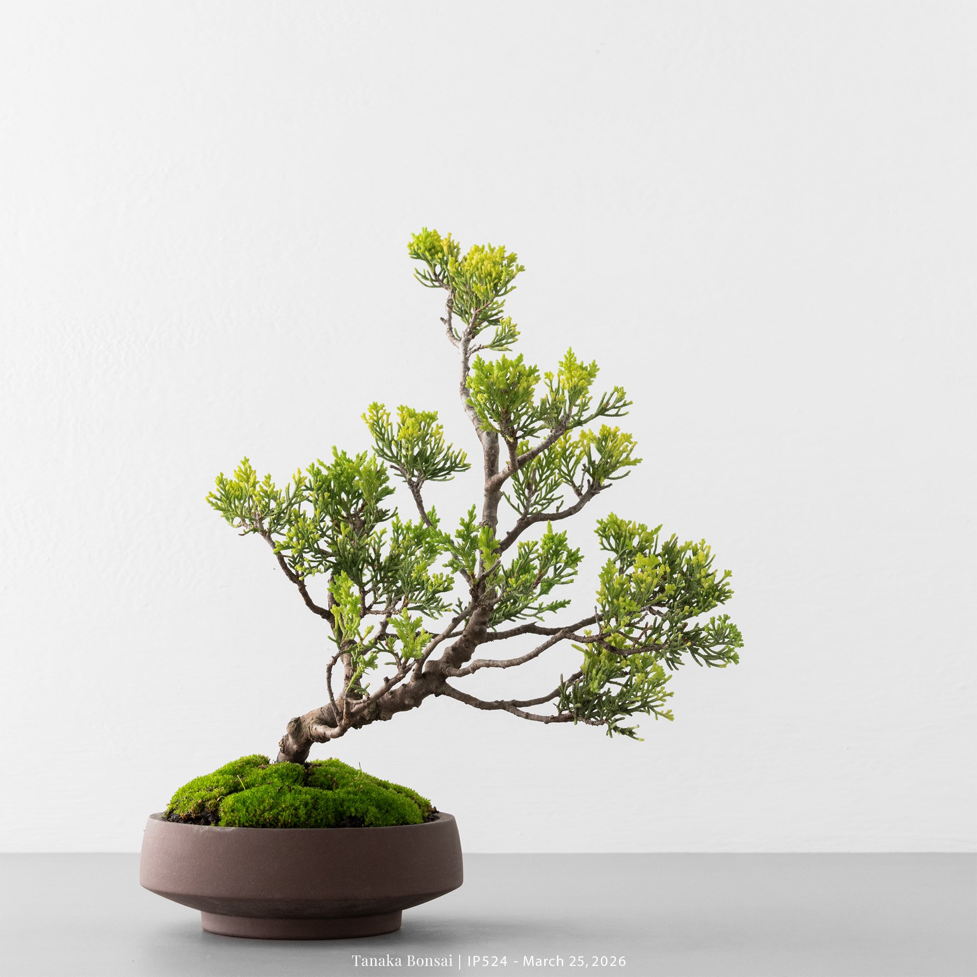 系魚川真柏｜IP524