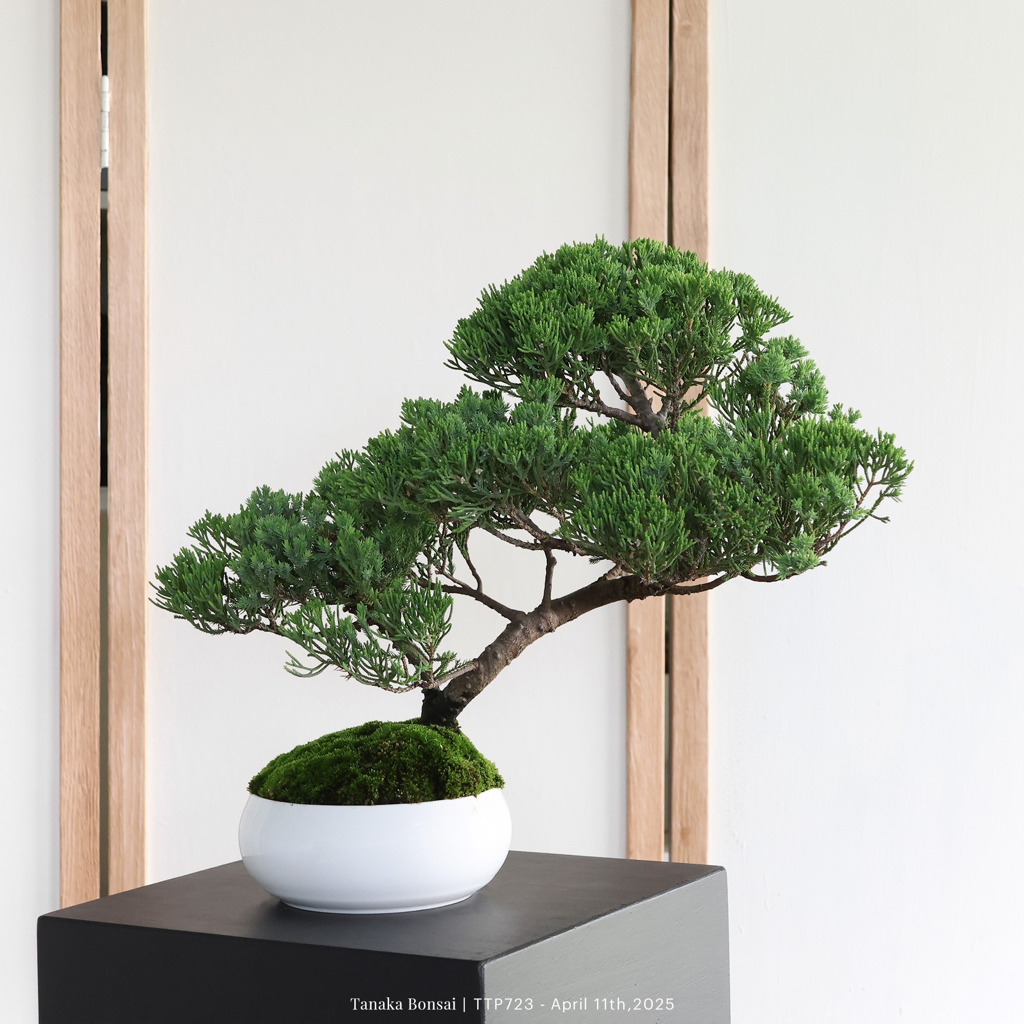 台灣真柏｜TTP723