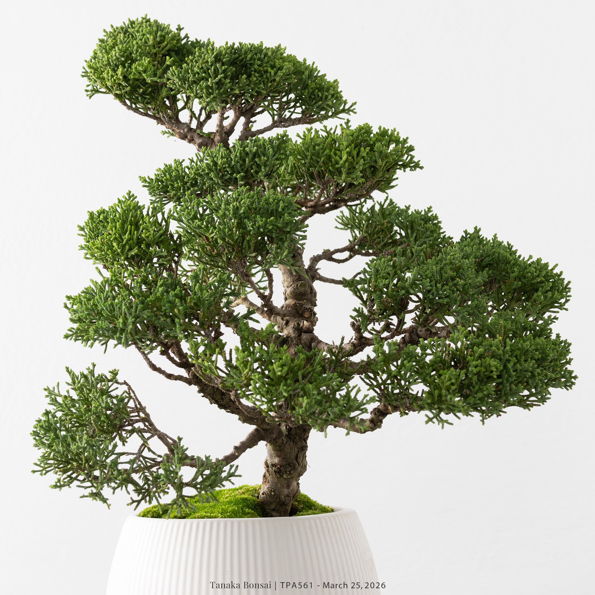 紀州真柏｜TPA561