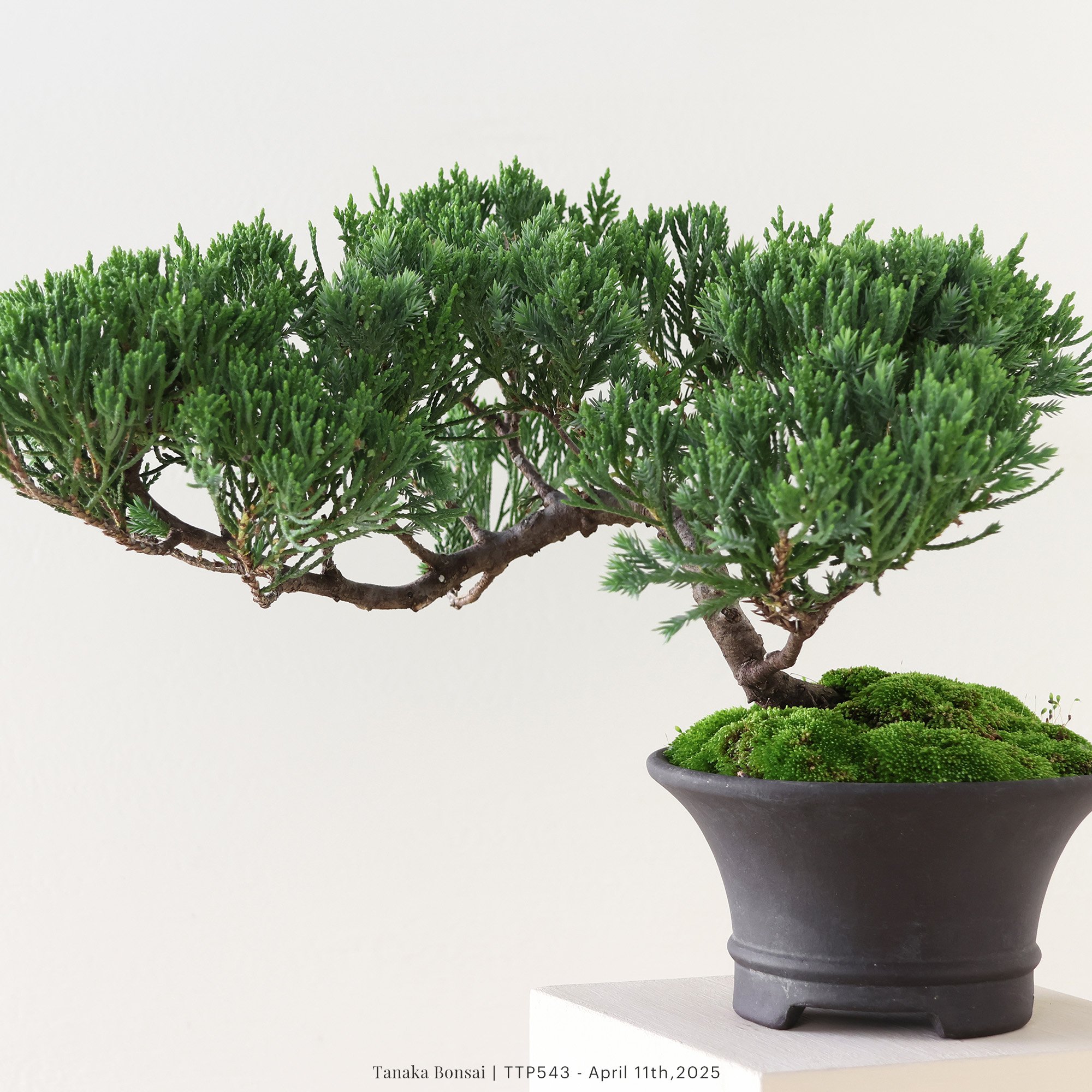 台灣真柏｜TTP543