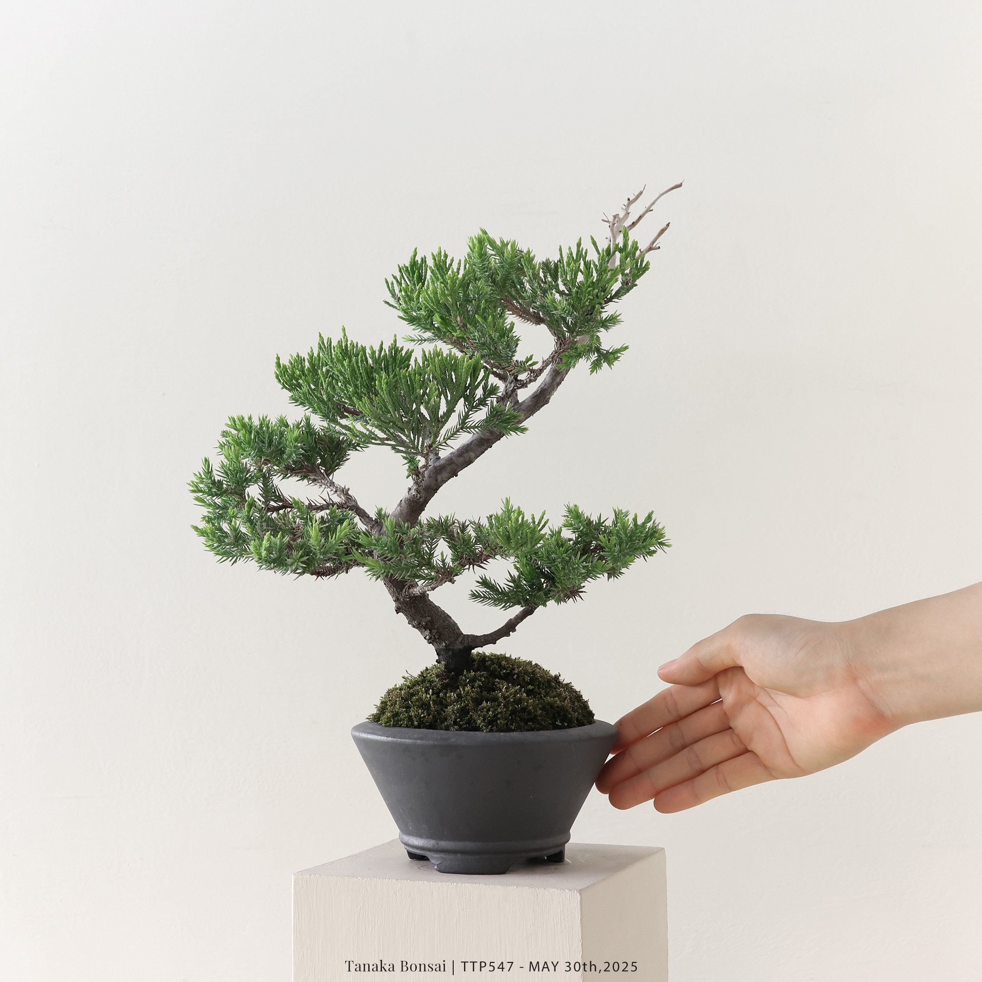 台灣真柏｜TTP547