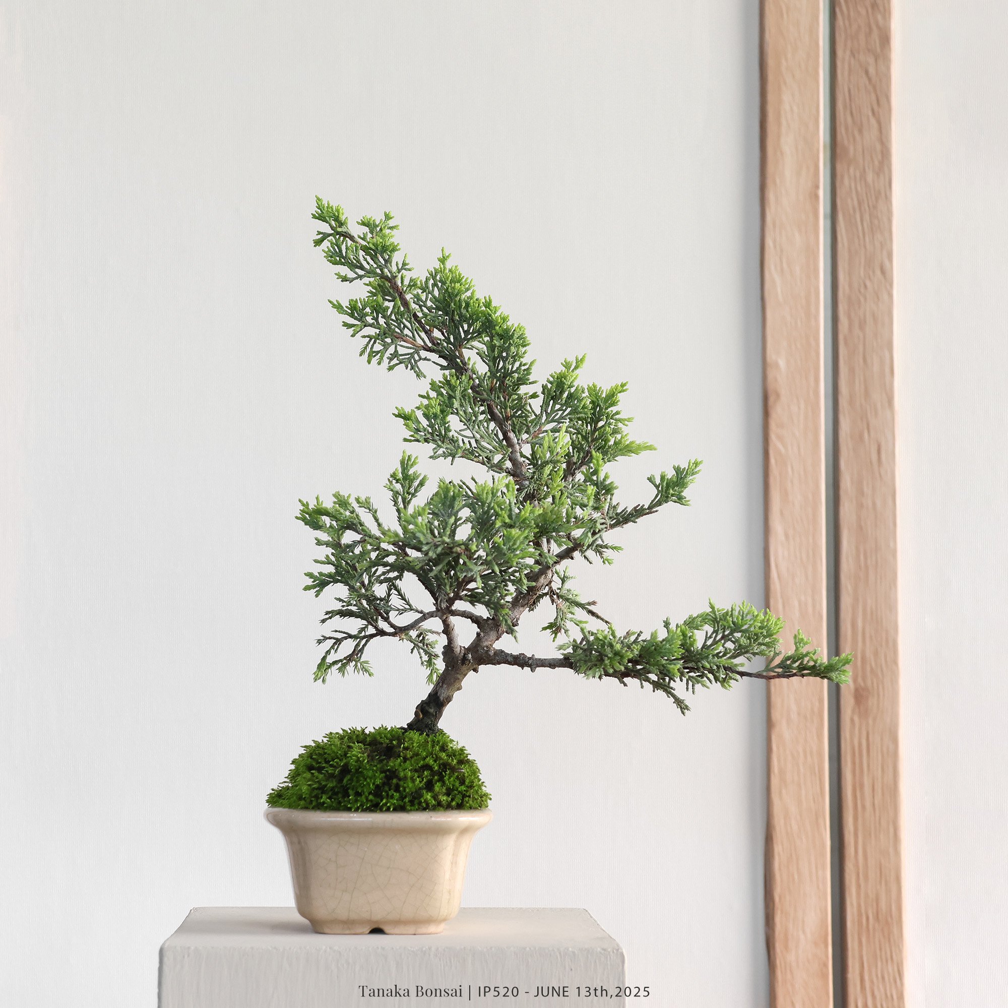 系魚川真柏｜IP520