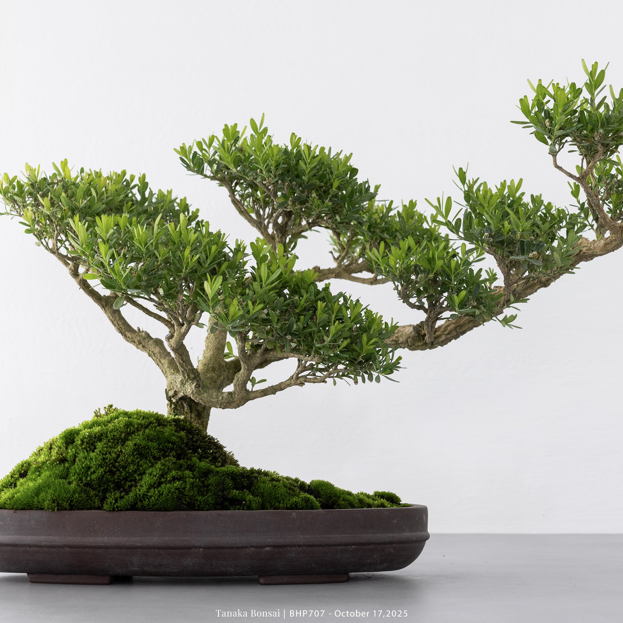 雀舌黃楊｜BHP707