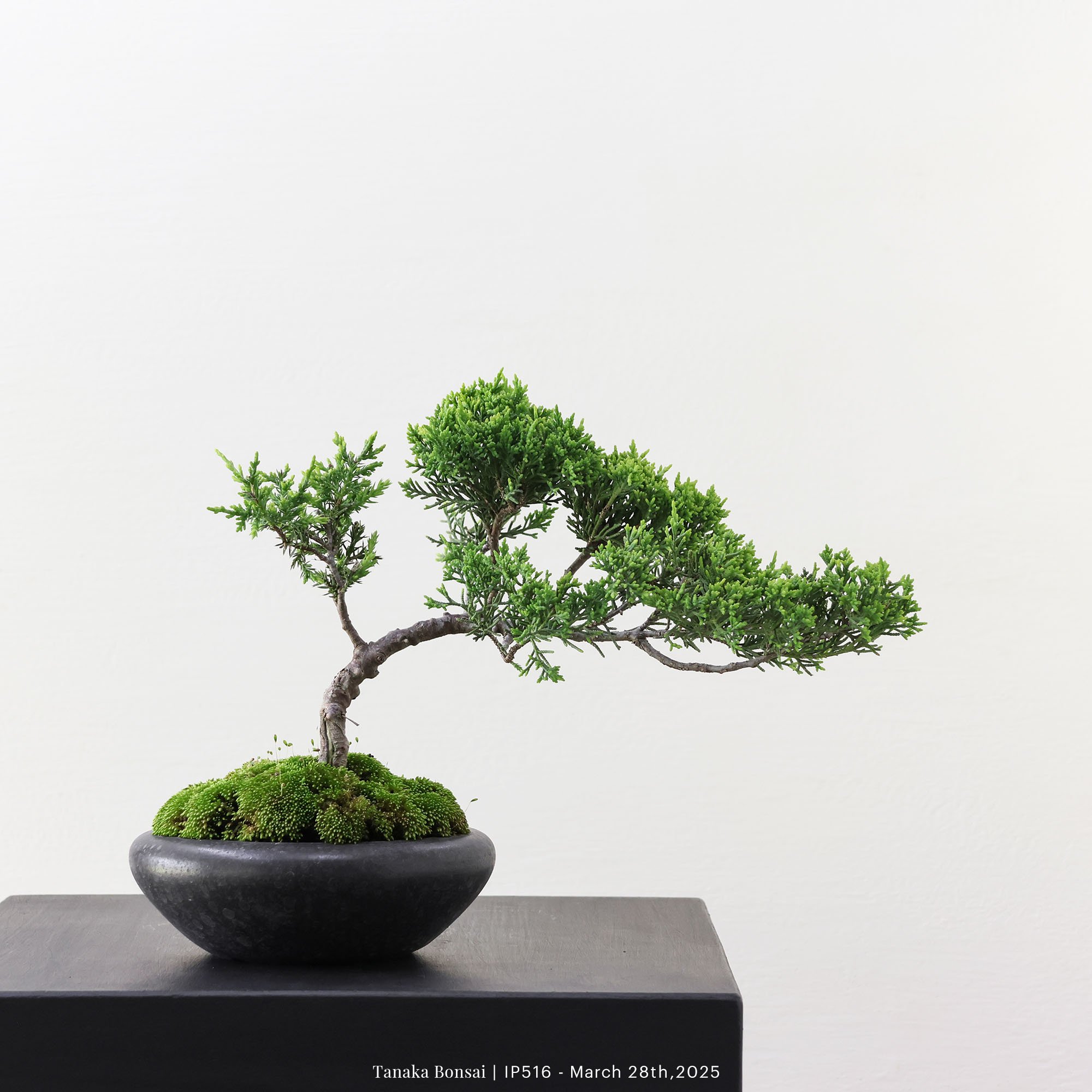 系魚川真柏｜IP516