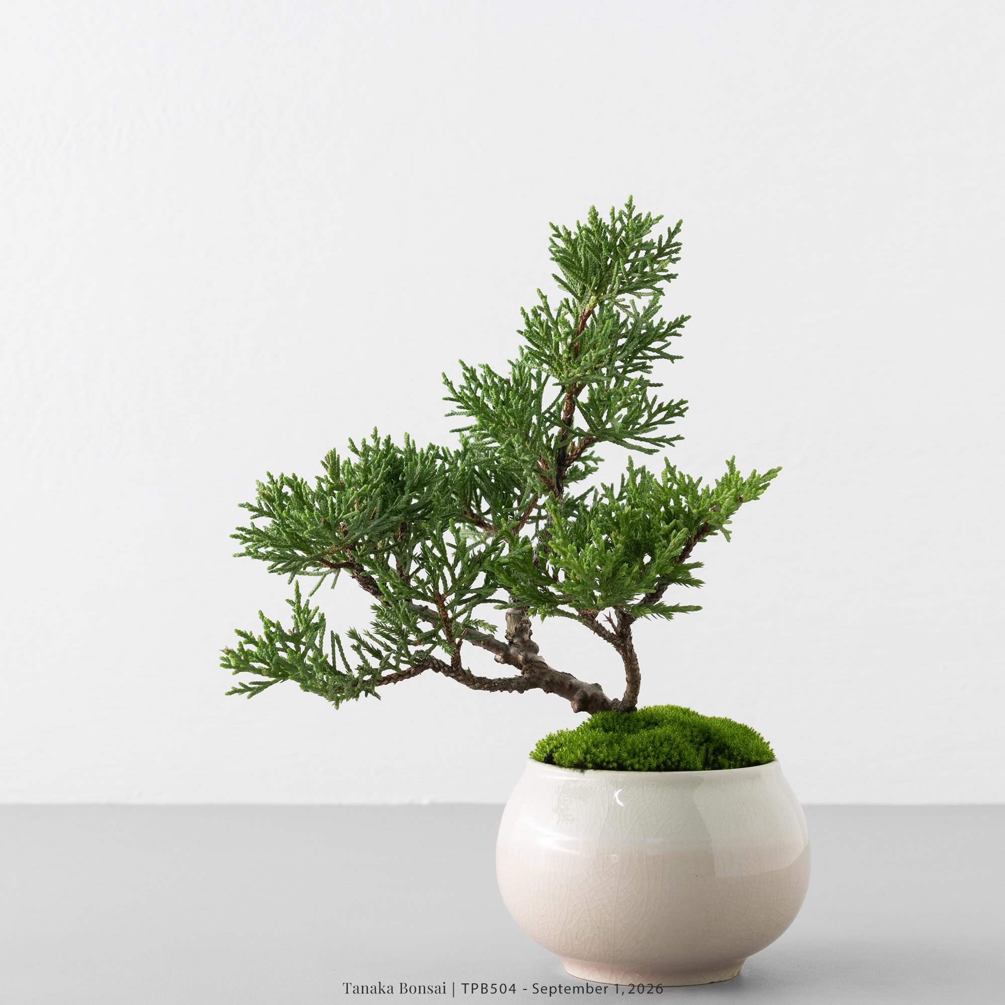 紀州真柏｜TPB504