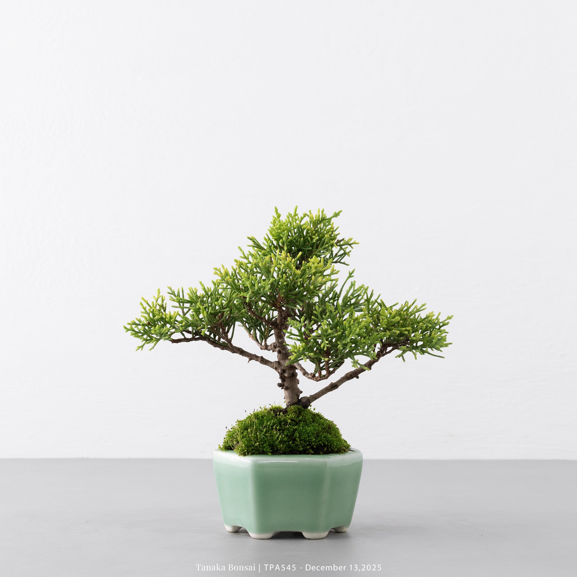 紀州真柏｜TPA545