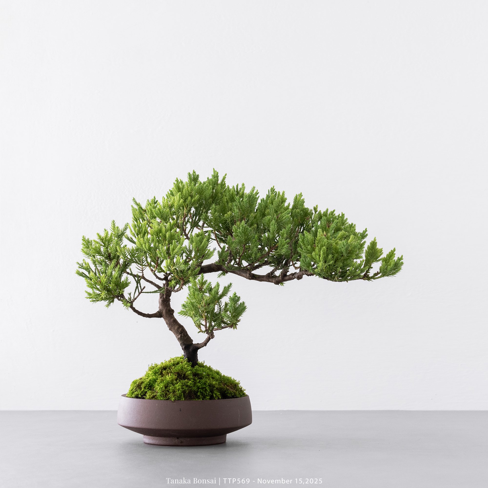 台灣真柏｜TTP569