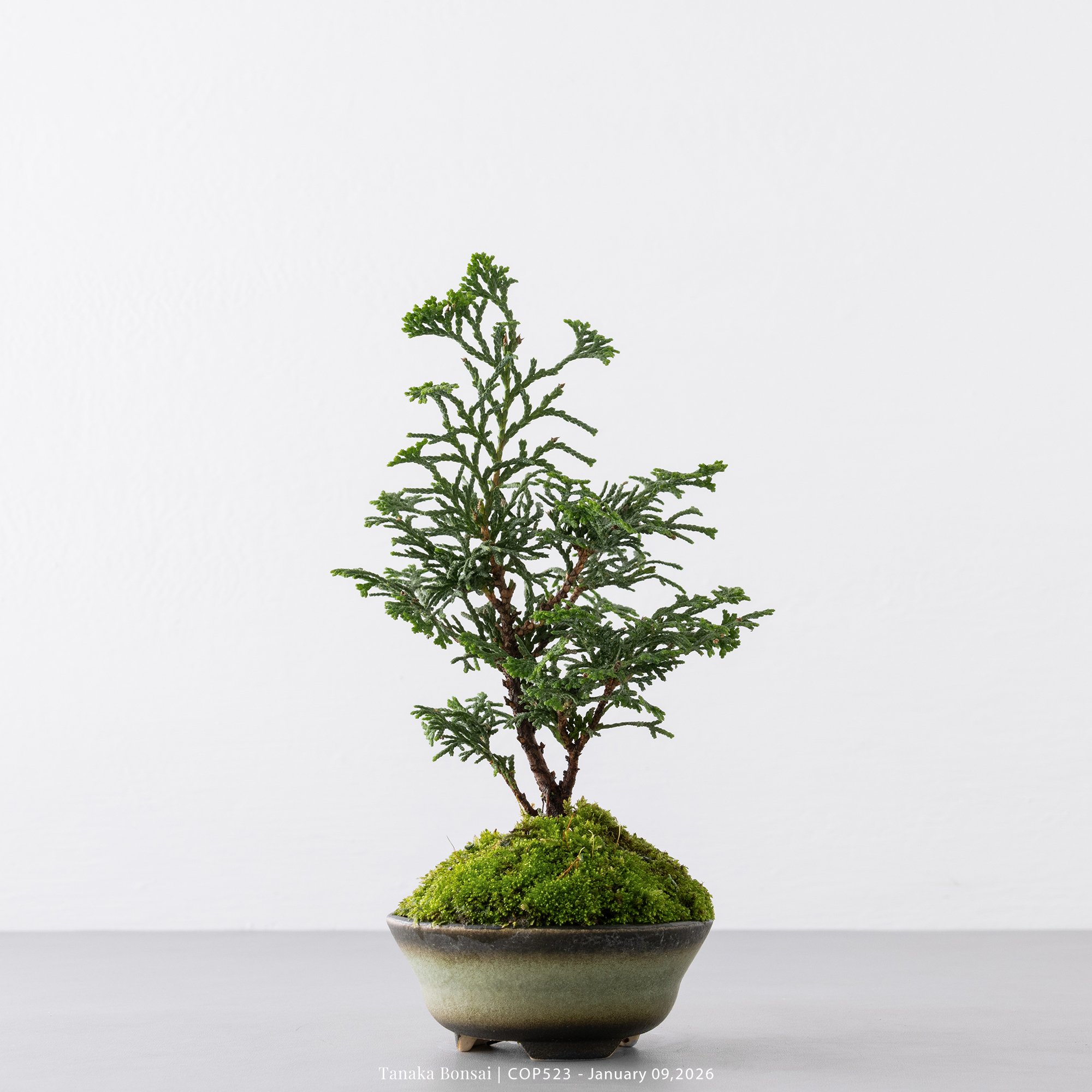 日本青檜｜COP523