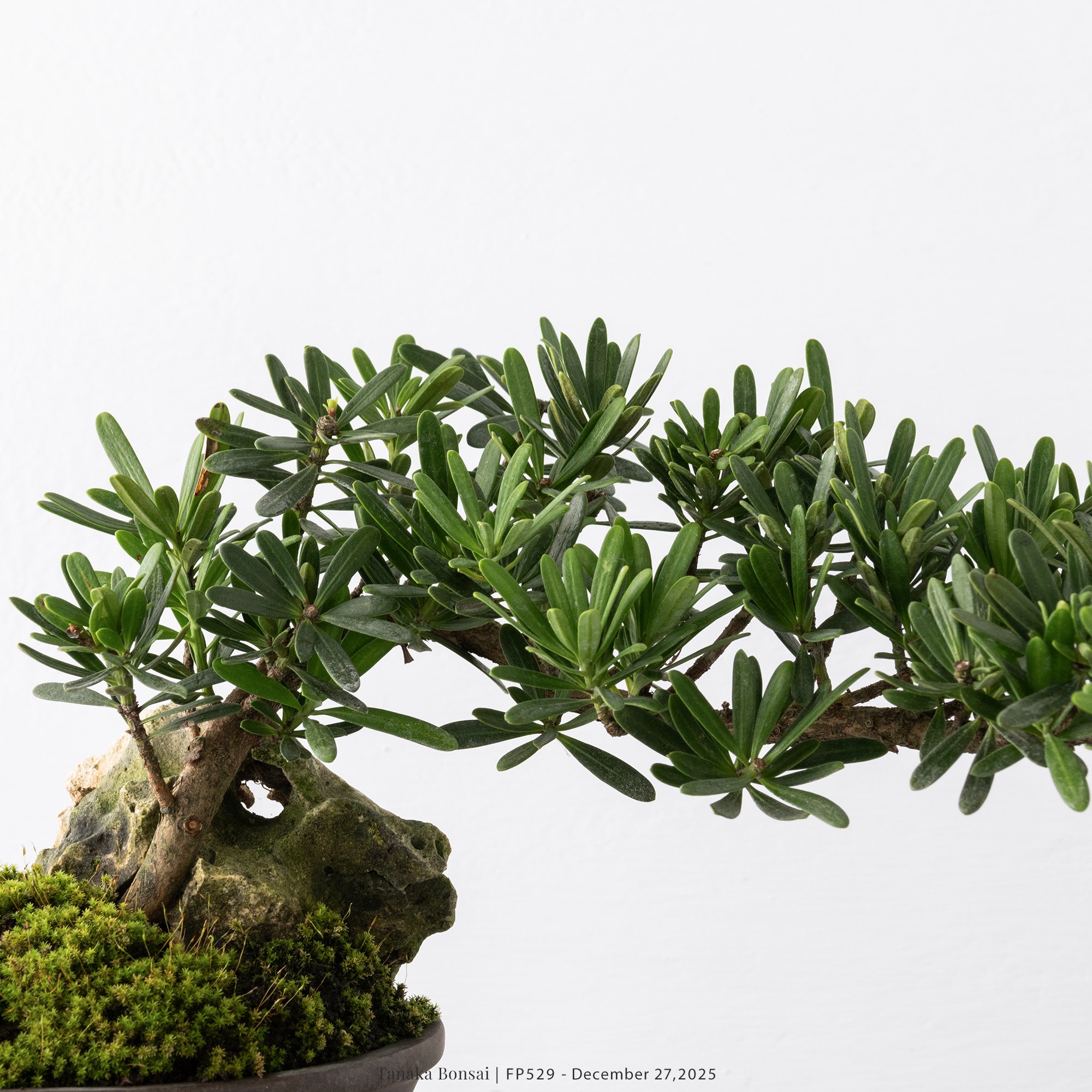 晶鑽羅漢松｜FP529