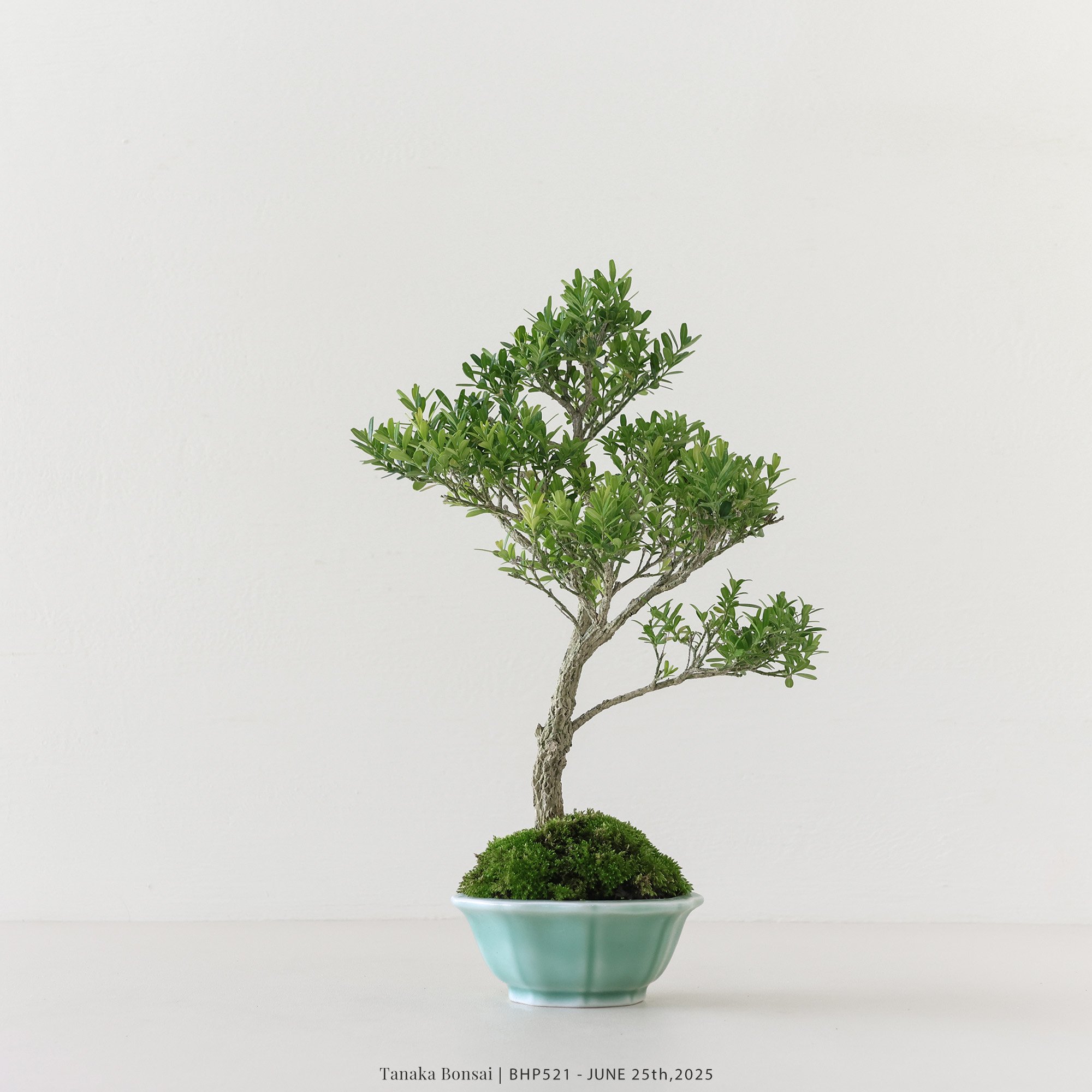 雀舌黃楊｜BHP521