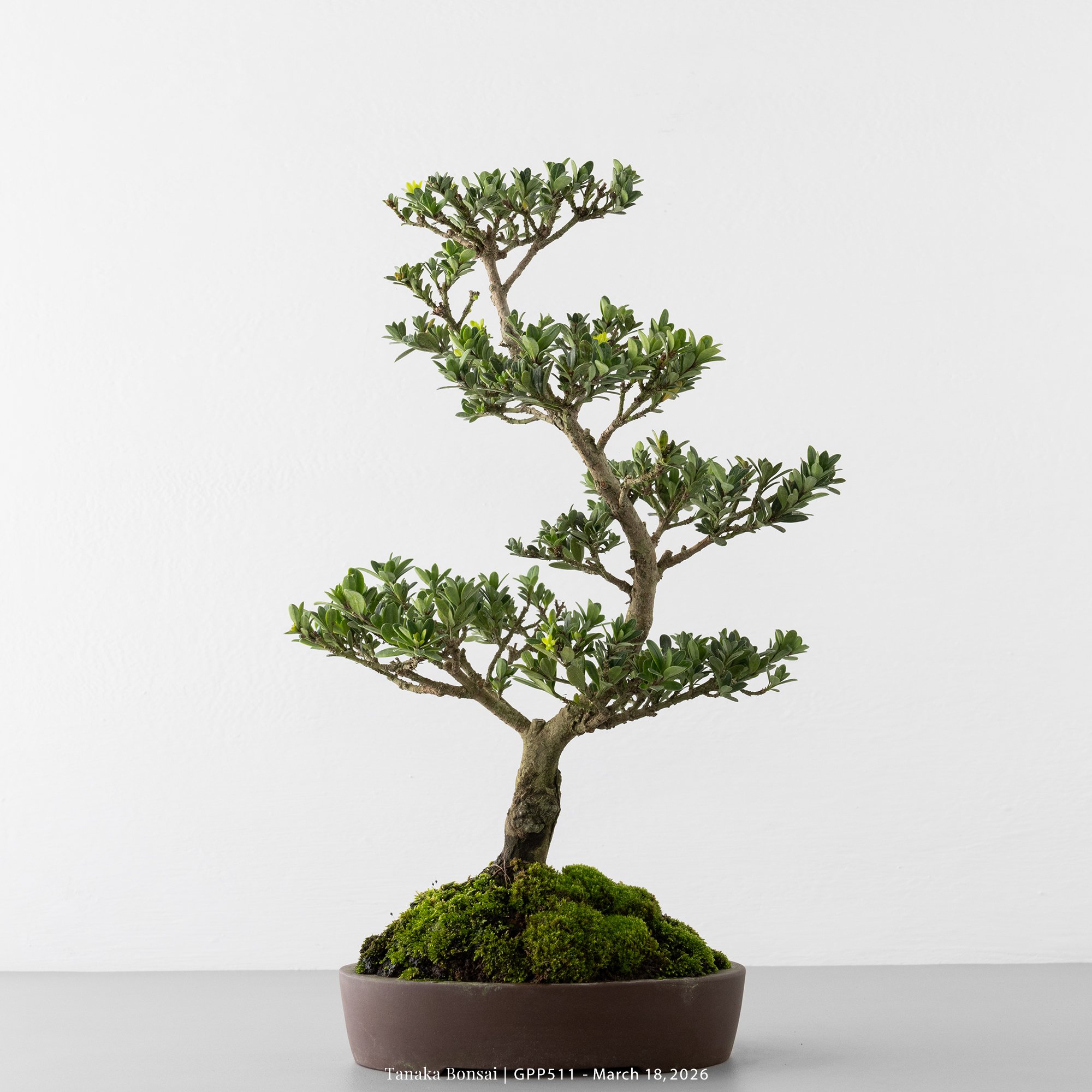 綠鑽羅漢松｜GPP511