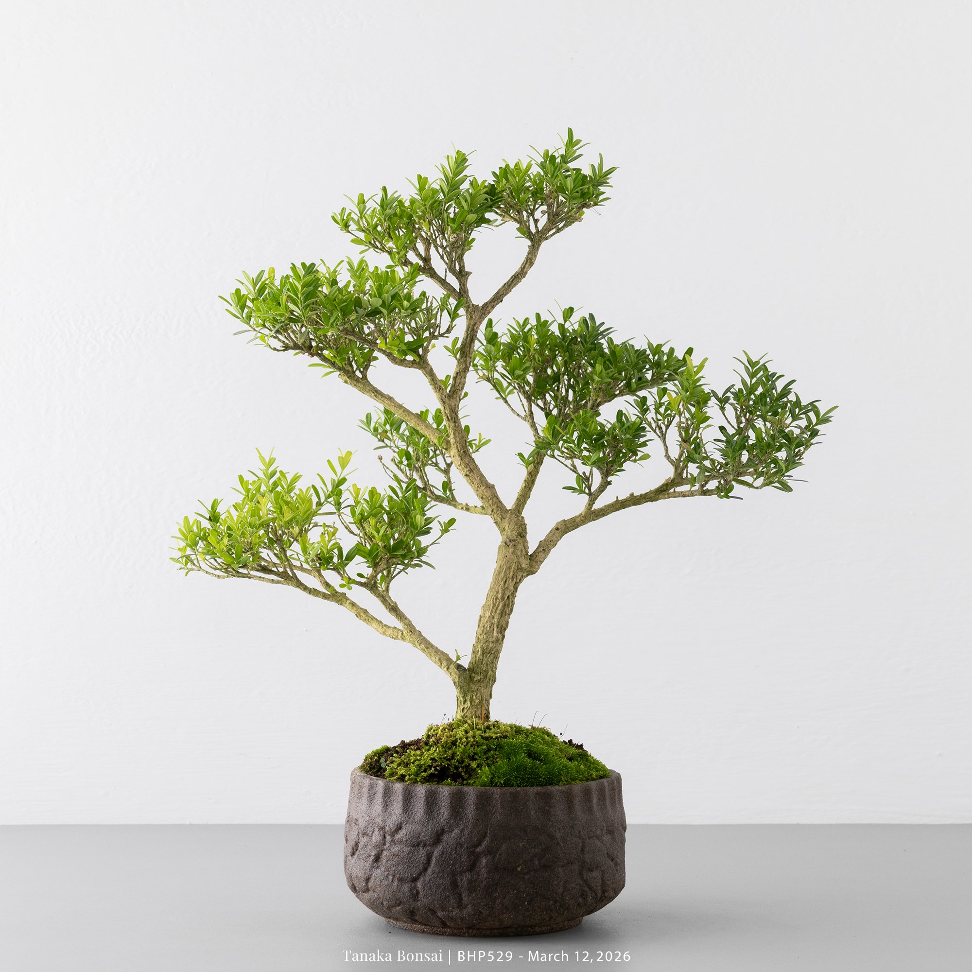 雀舌黃楊｜BHP529