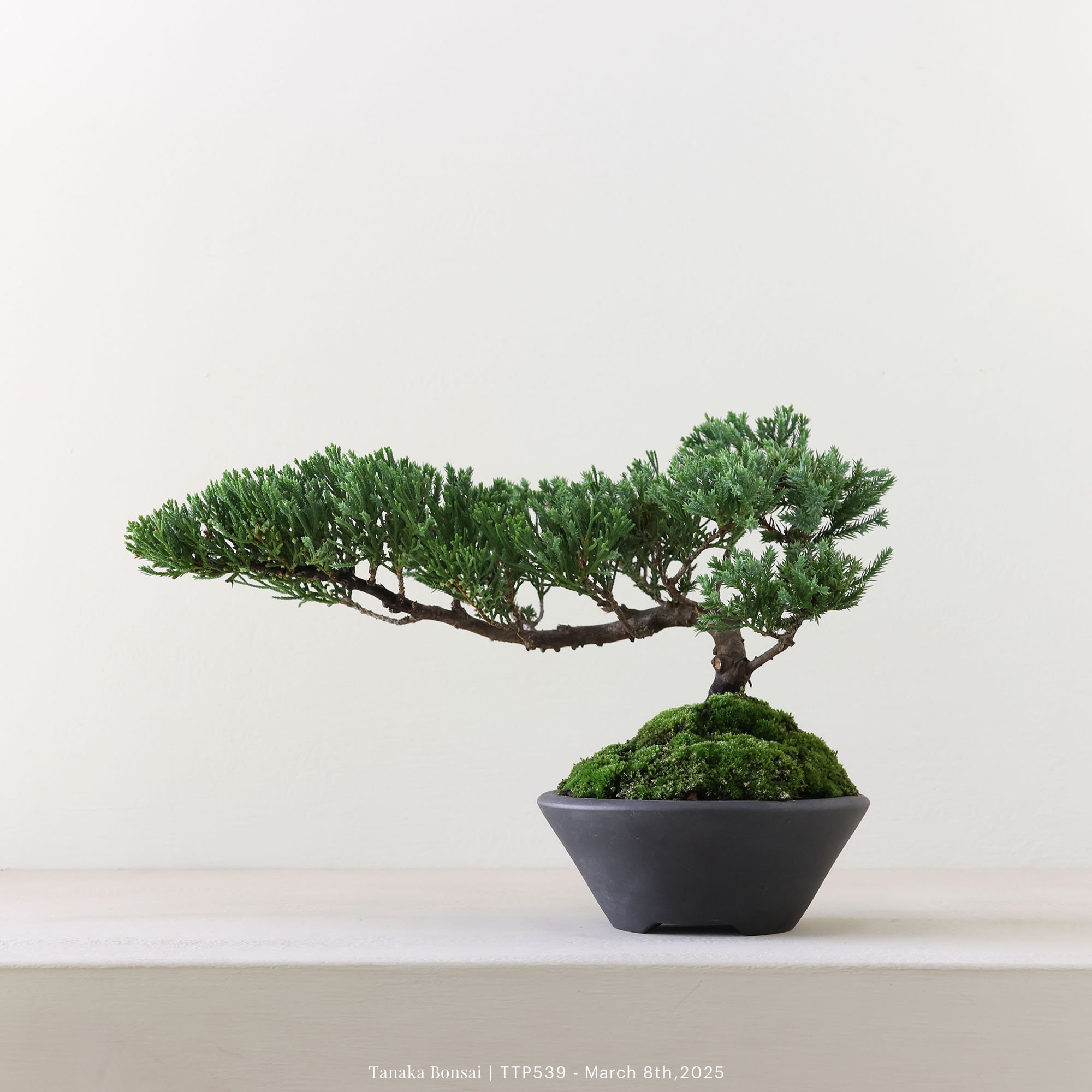 台灣真柏｜TTP539