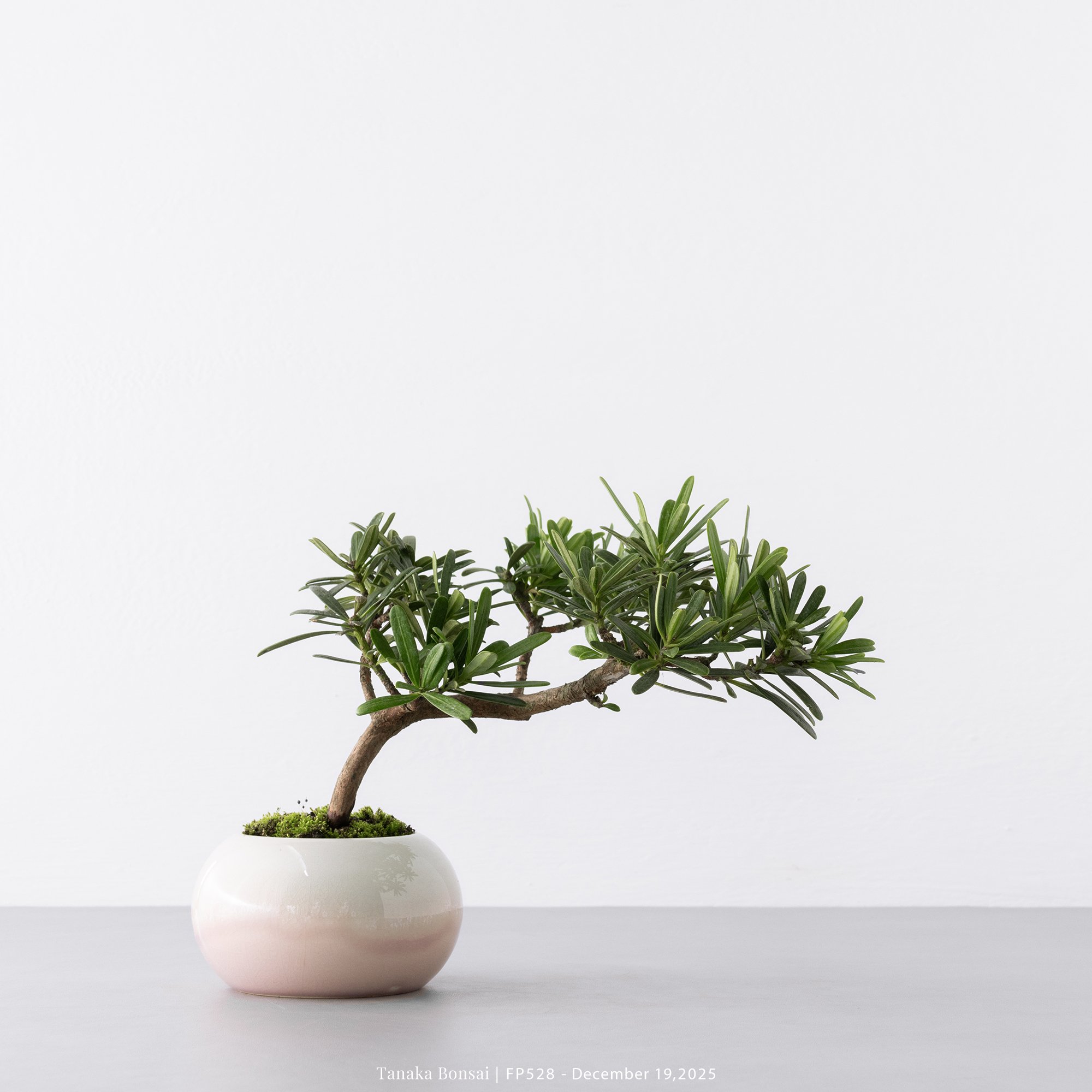 晶鑽羅漢松｜FP528