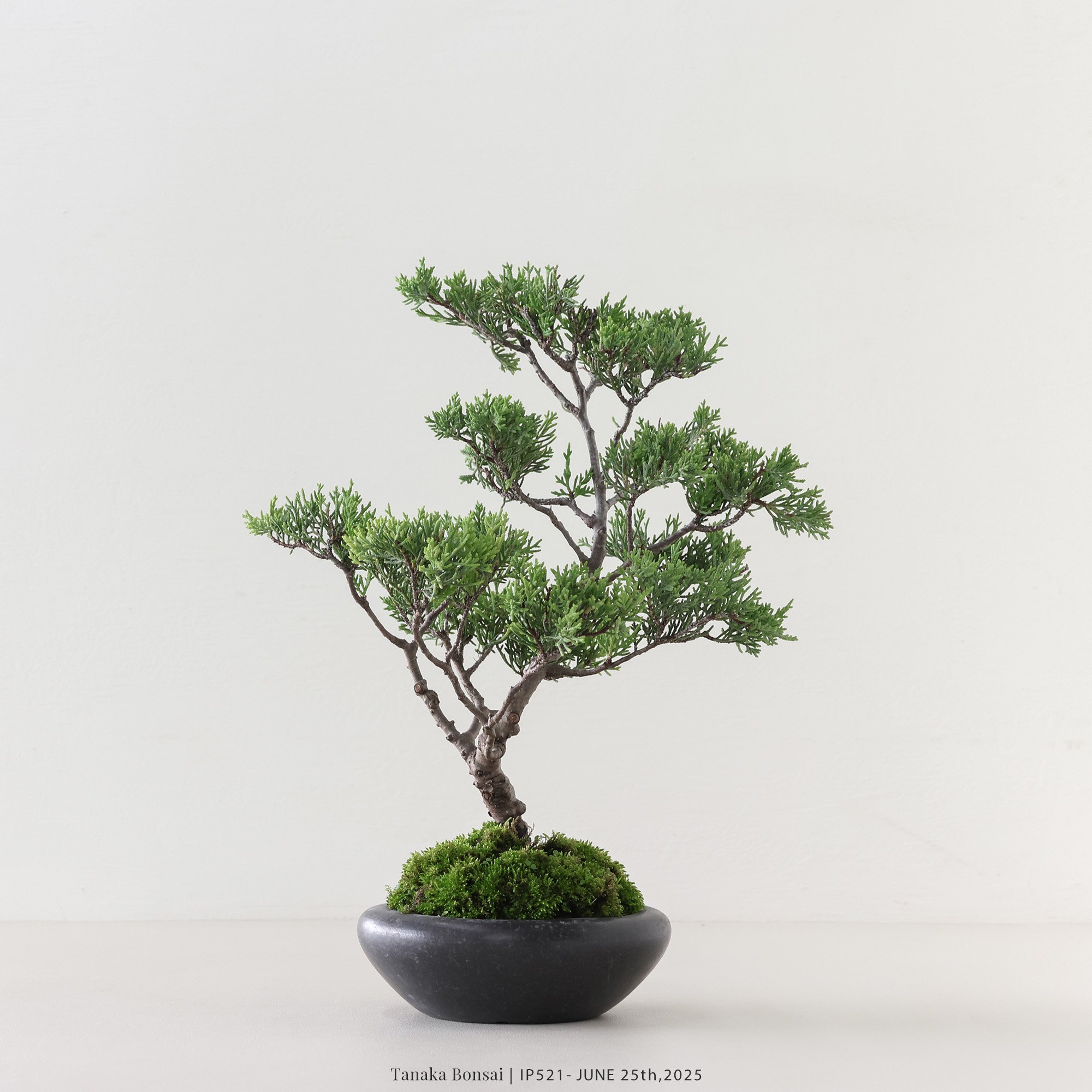 系魚川真柏｜IP521