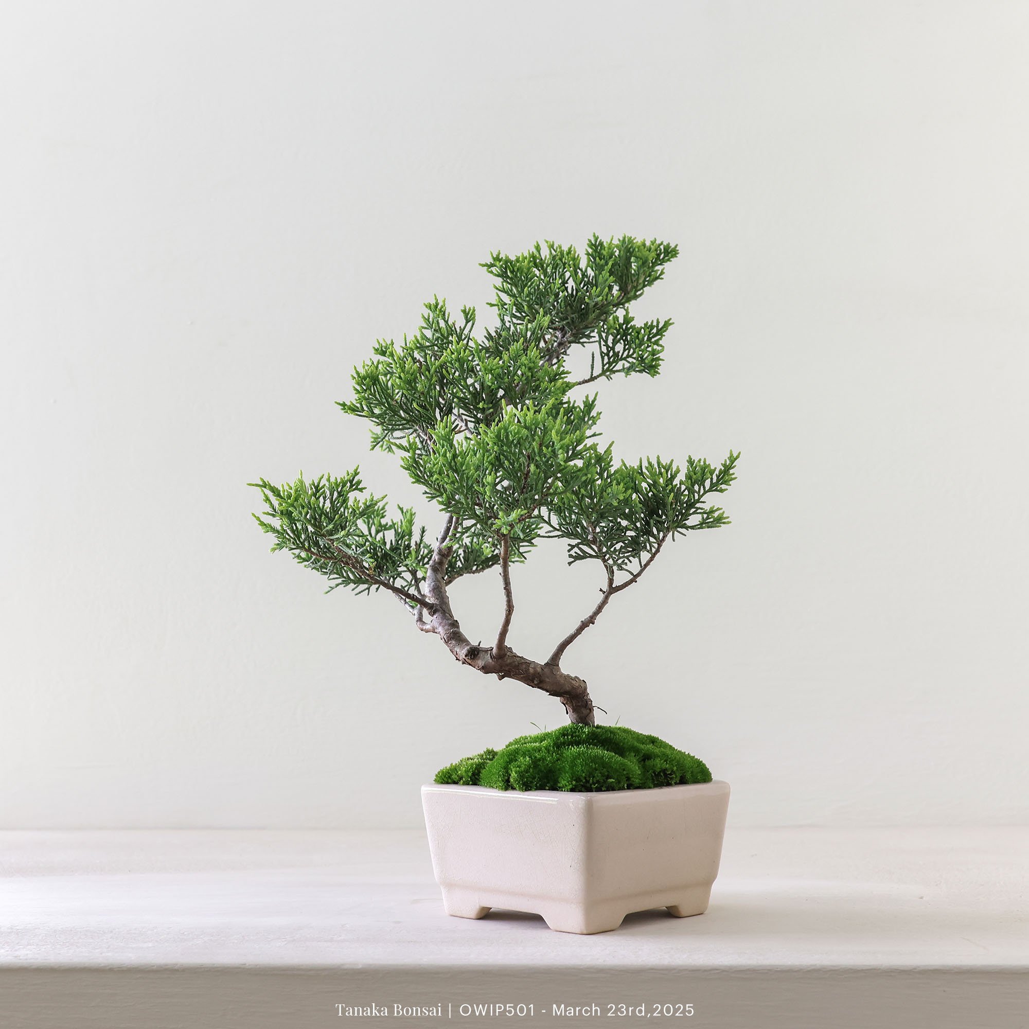 【官網限定】系魚川真柏｜OWIP501