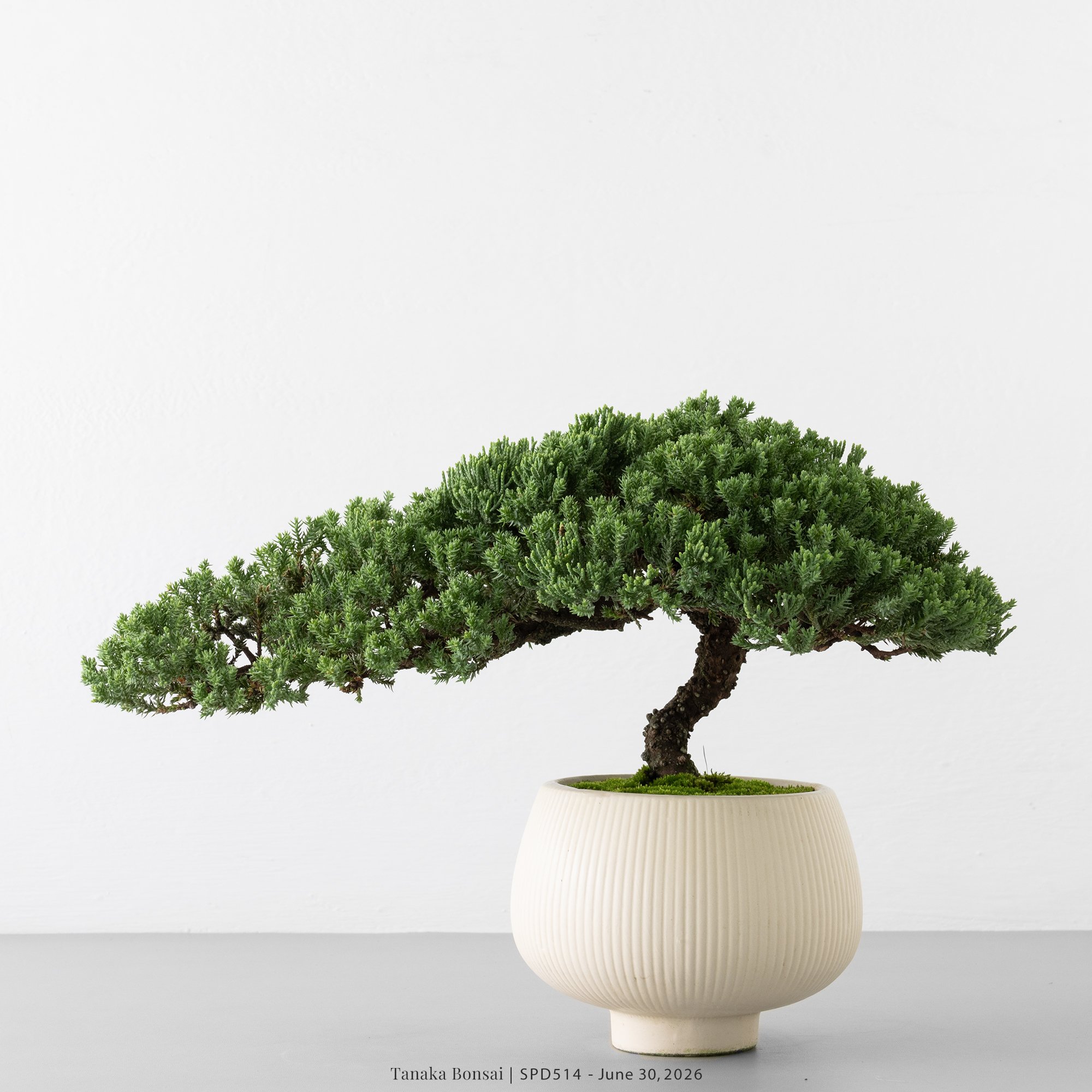 珍珠柏|SPD514 珍珠柏|SPD514