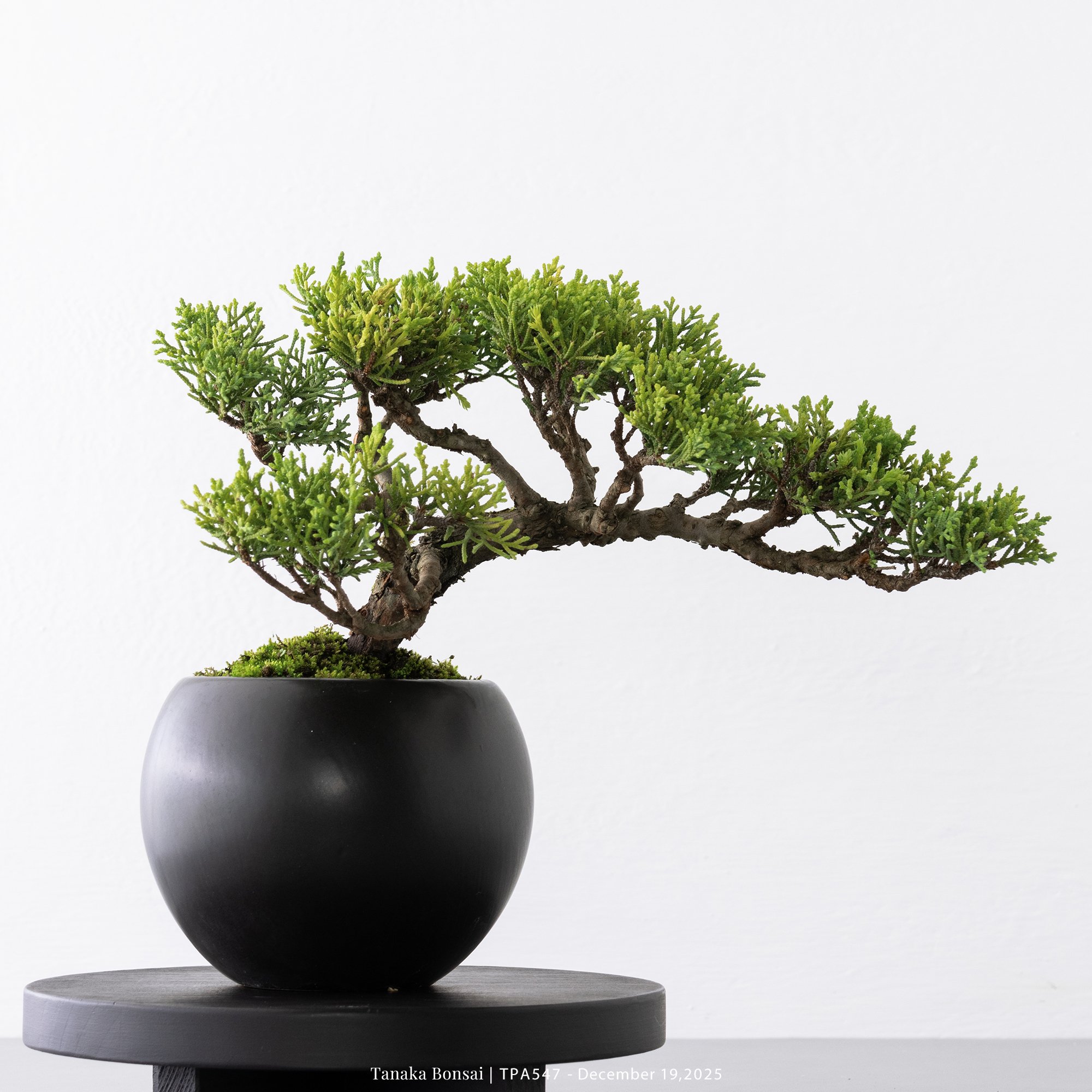 紀州真柏｜TPA547