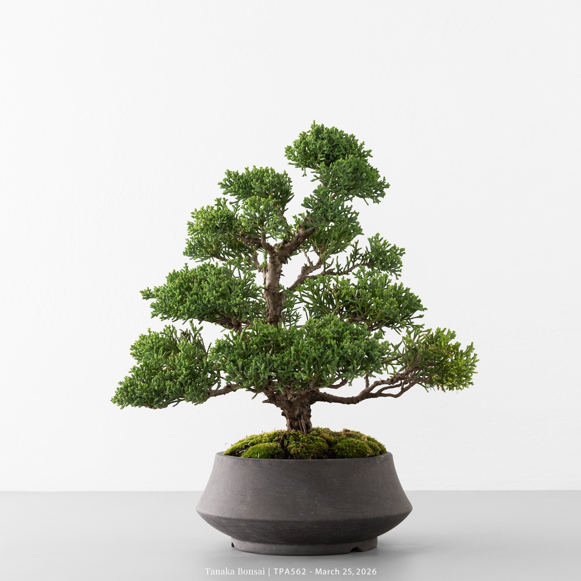 紀州真柏｜TPA562